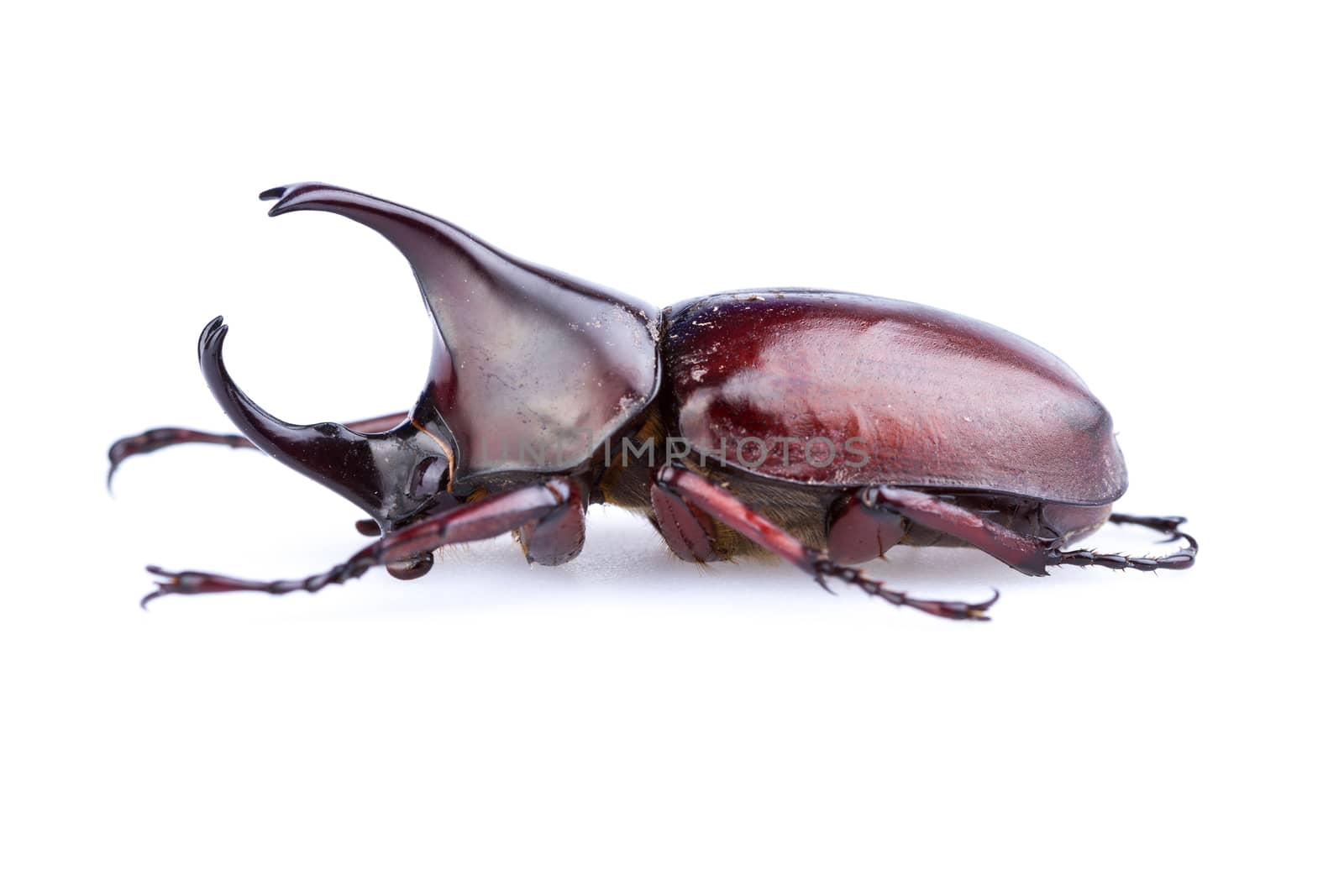 Male Rhinoceros beetle on white background