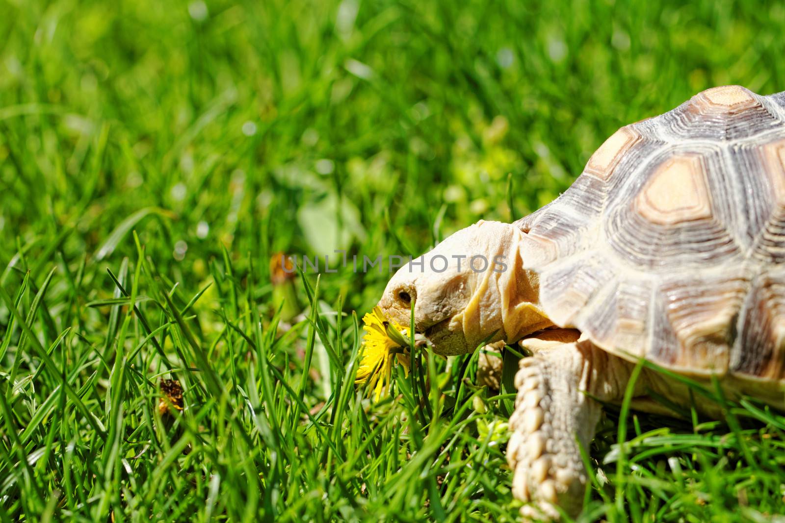 African Spurred Tortoise (Geochelone sulcata) in the garden