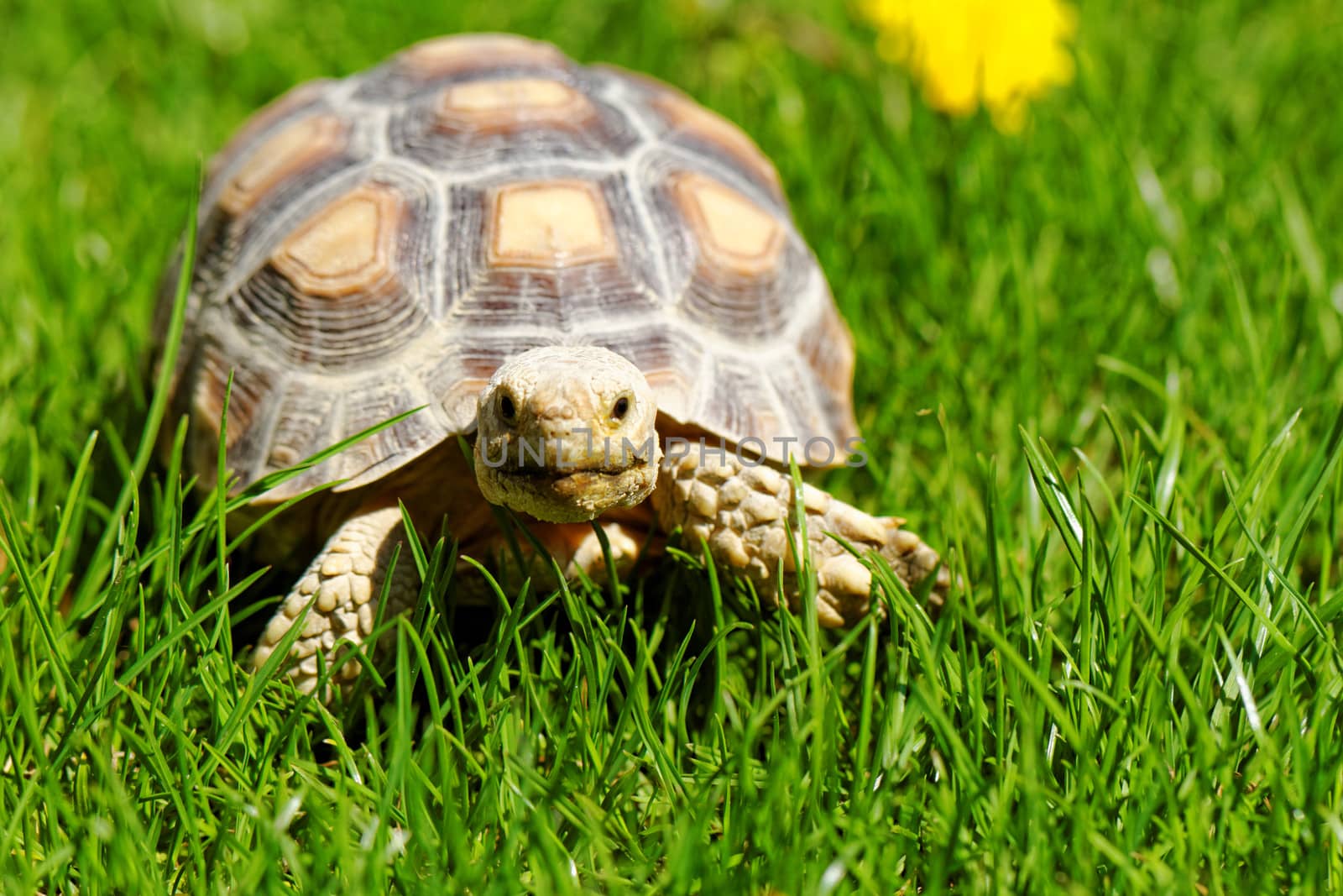 African Spurred Tortoise (Geochelone sulcata) in the garden