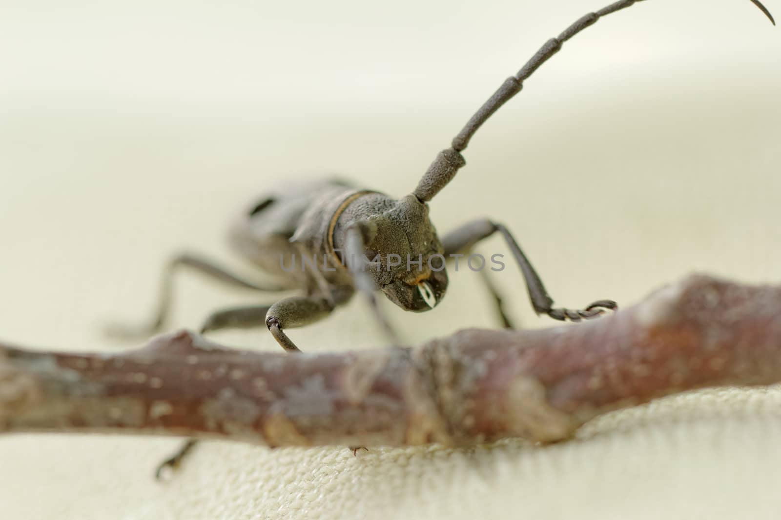 Macro portrait of the Capricorn Beetle on desk