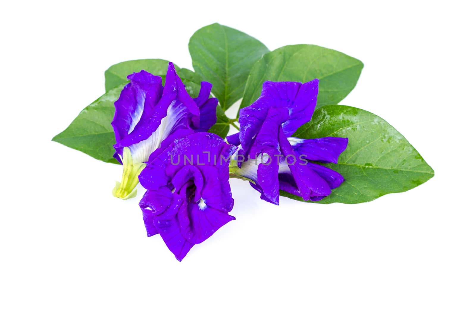 Butterfly pea flower with leaves on white background