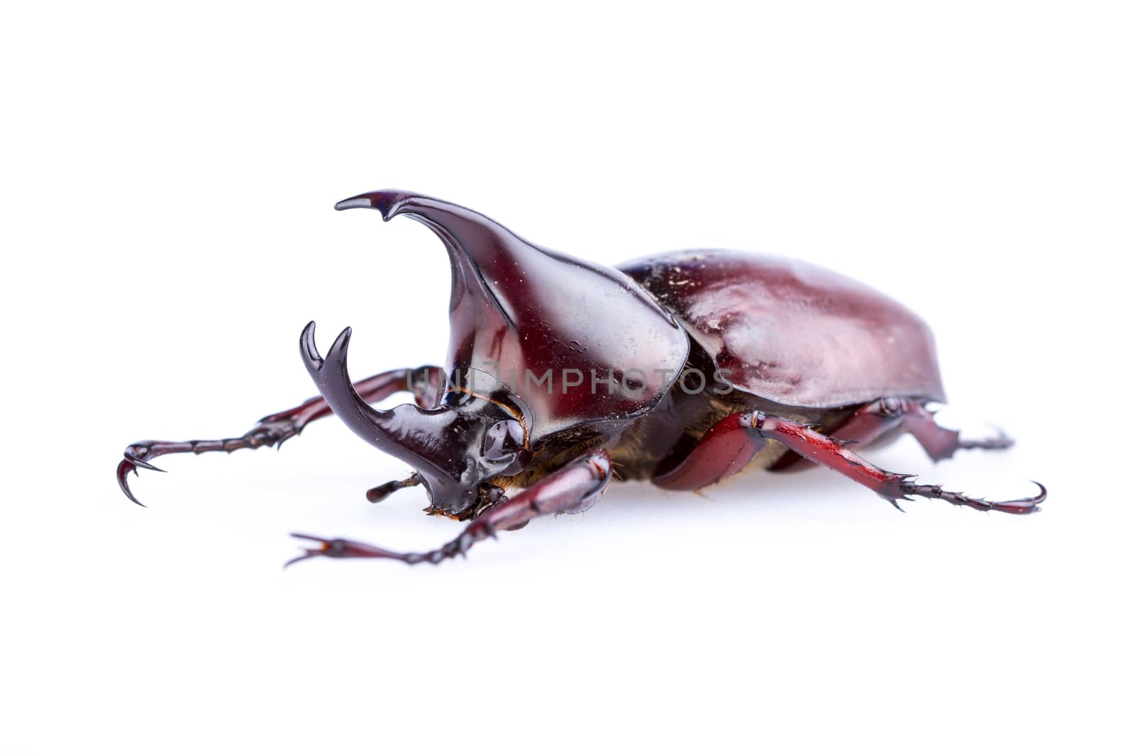 Male Rhinoceros beetle on white background