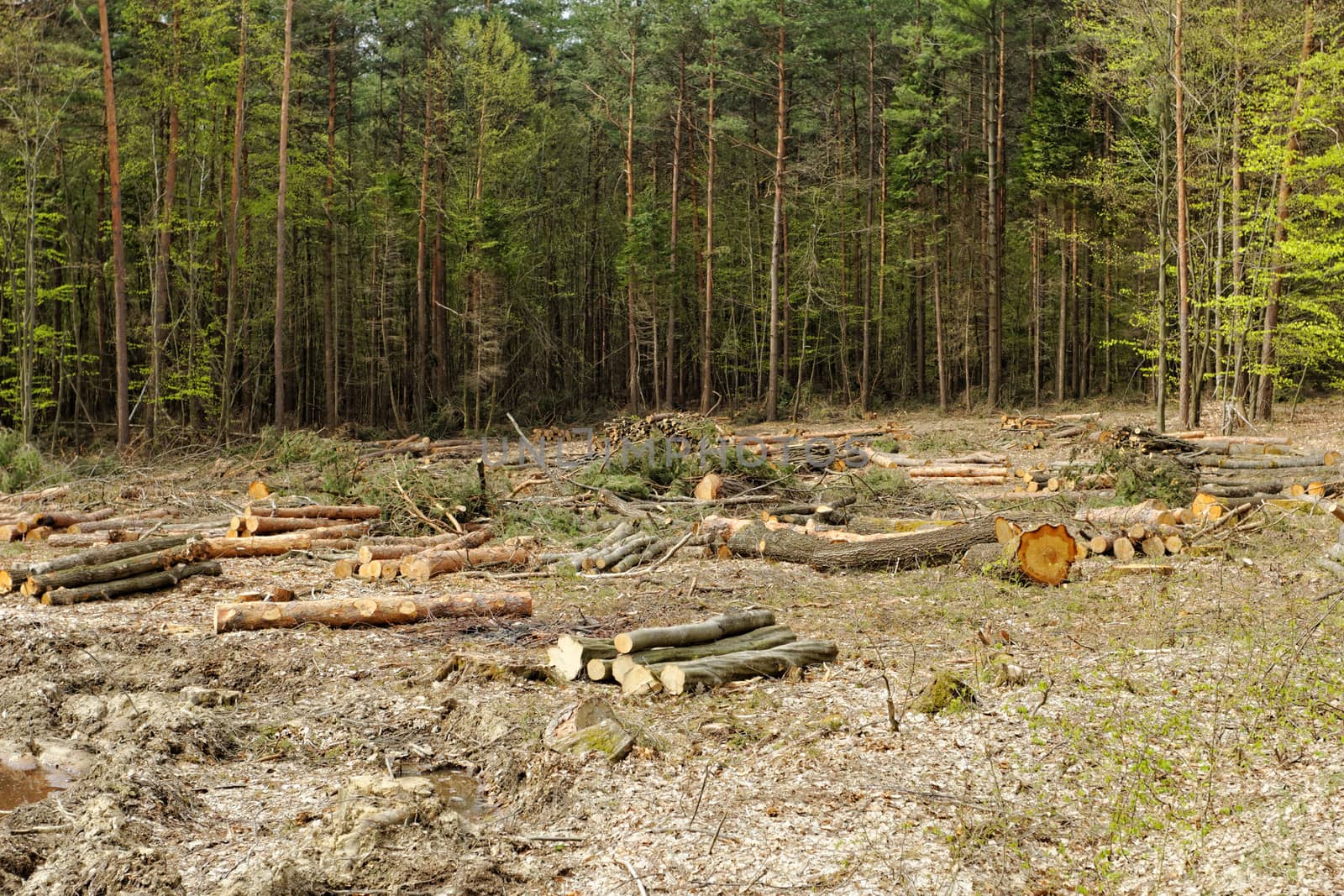 industrial deforestation and logging