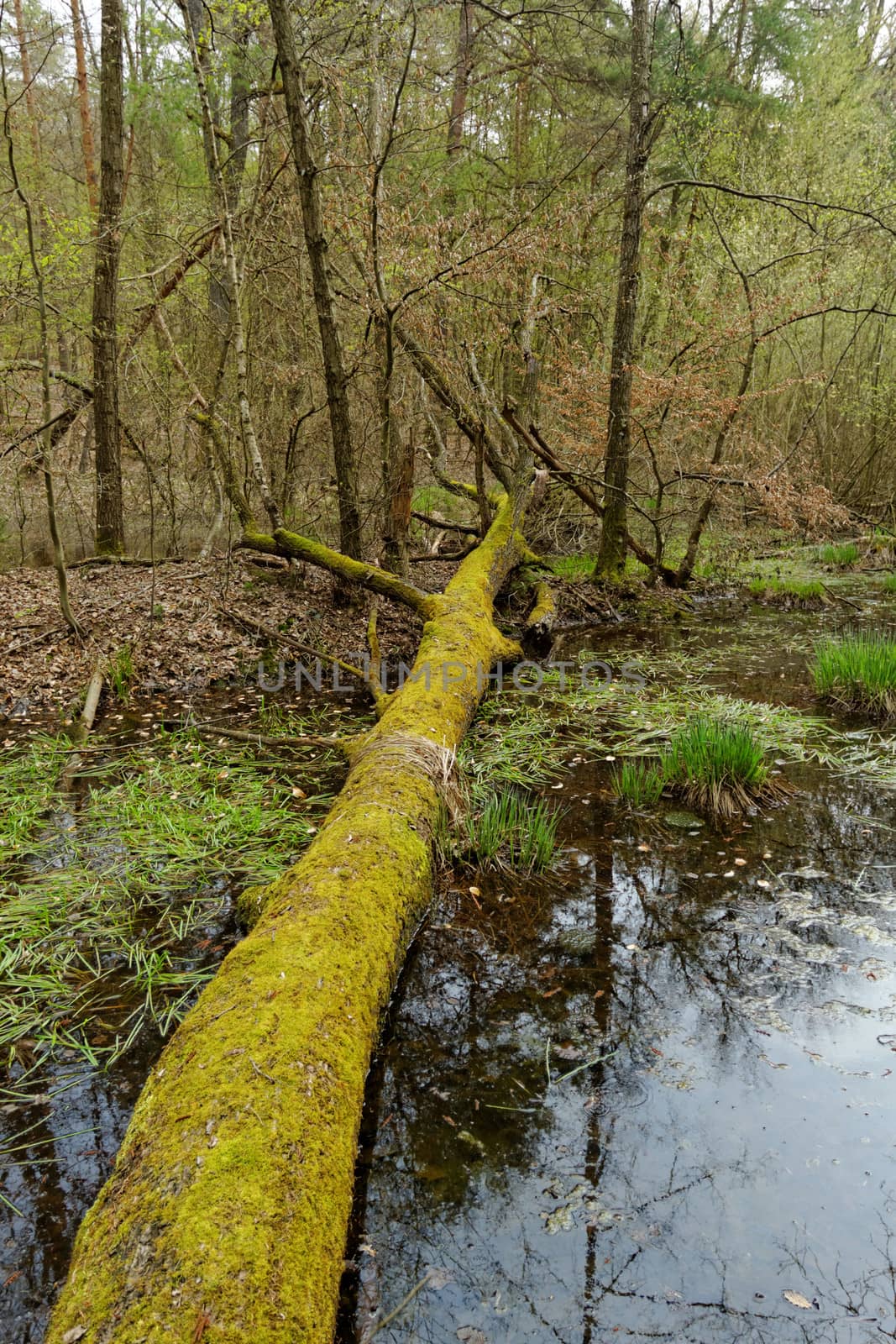 fallen tree with moss by the lake