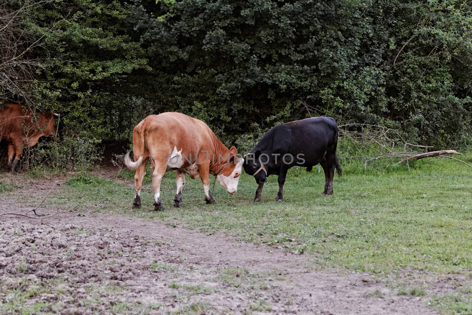 motley cow graze in a field (free range)