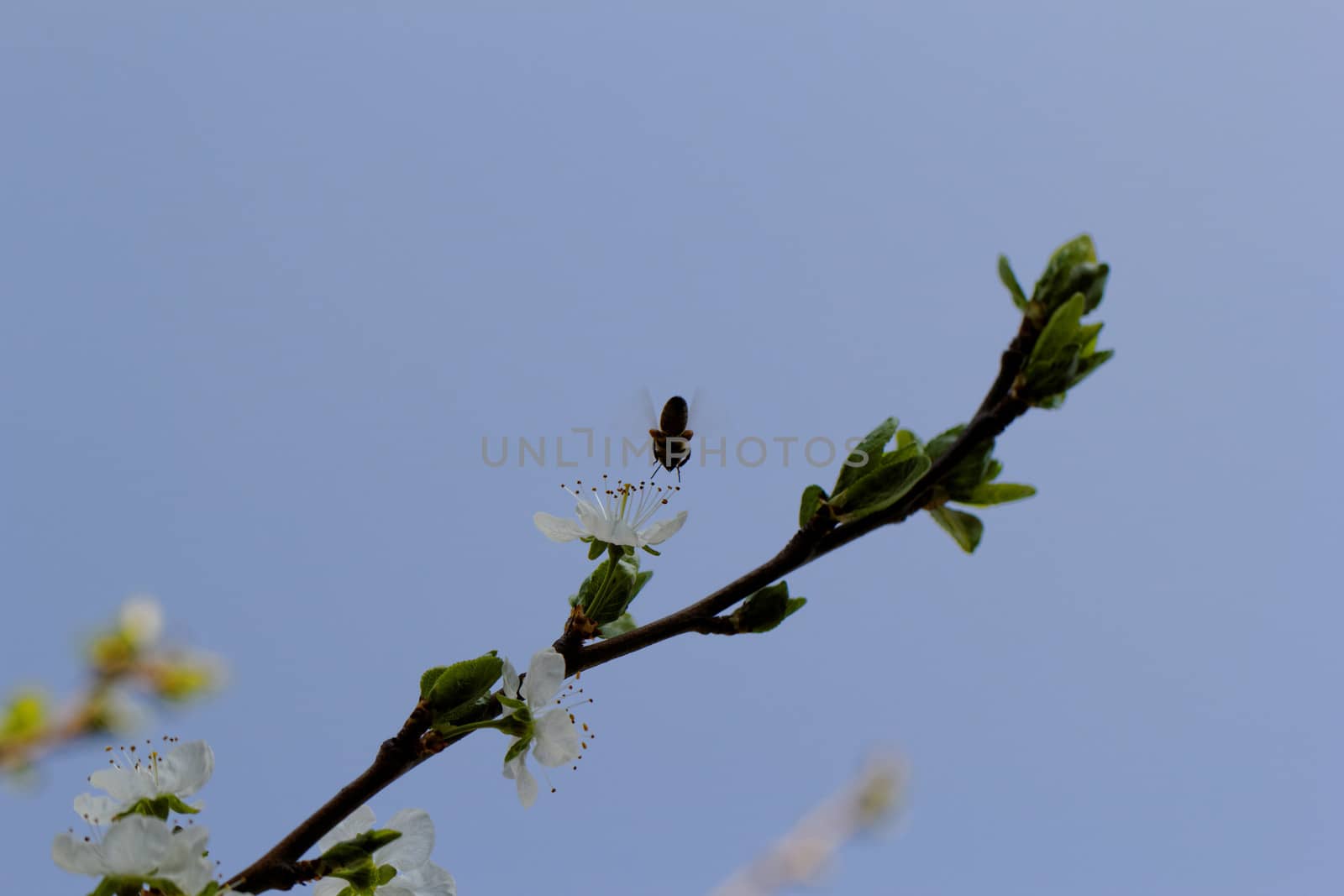 blossom cherry tree with bee by NagyDodo