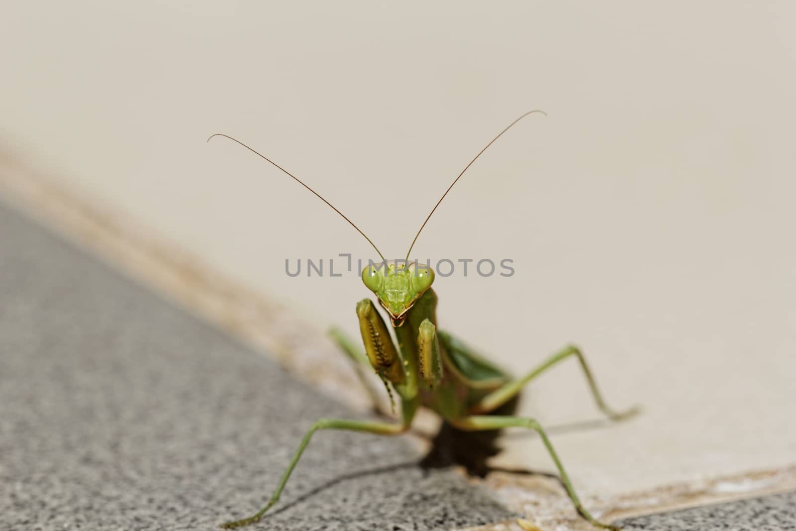 Praying Mantis on the floor by NagyDodo