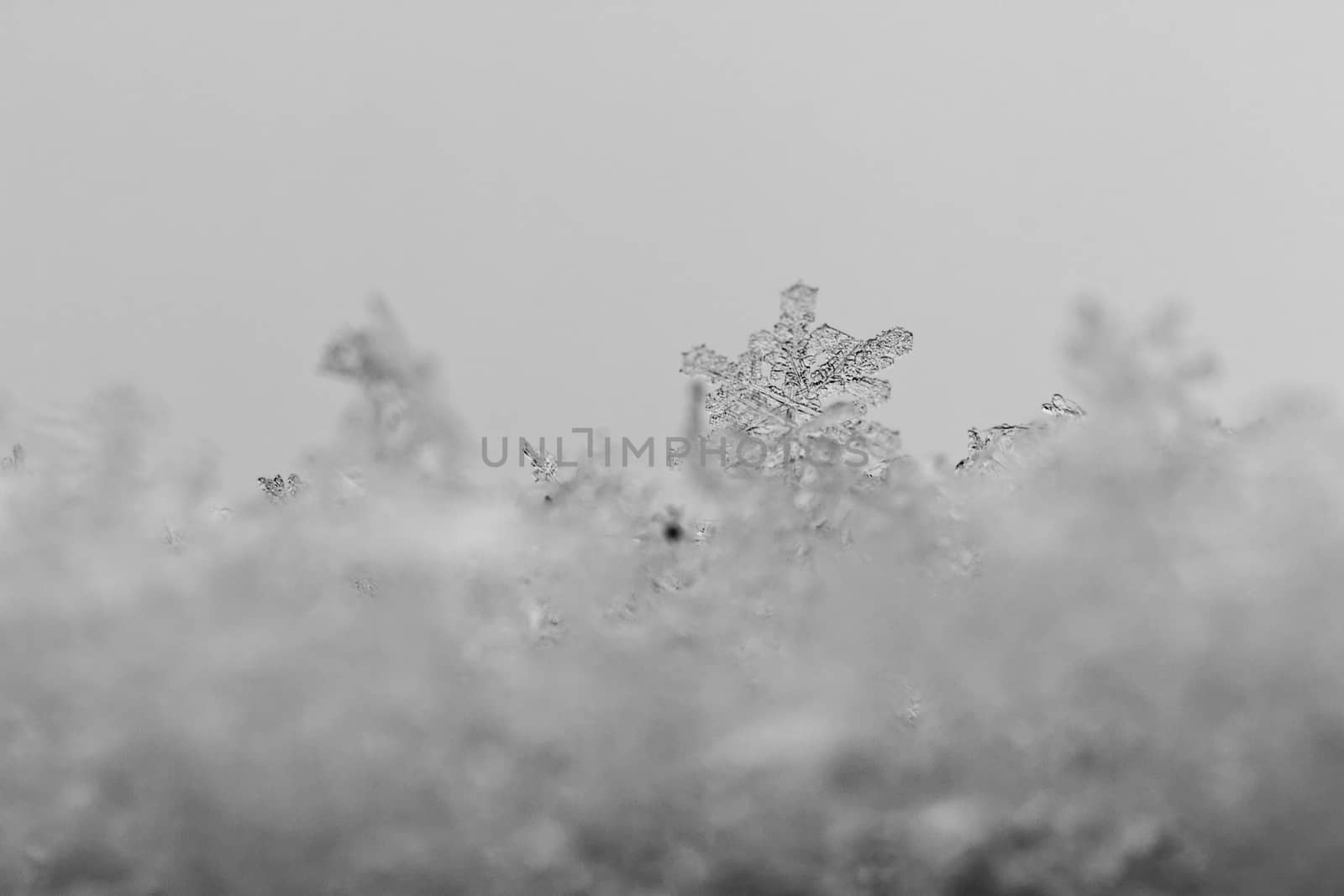 beauty white snowflake crystals on dark background