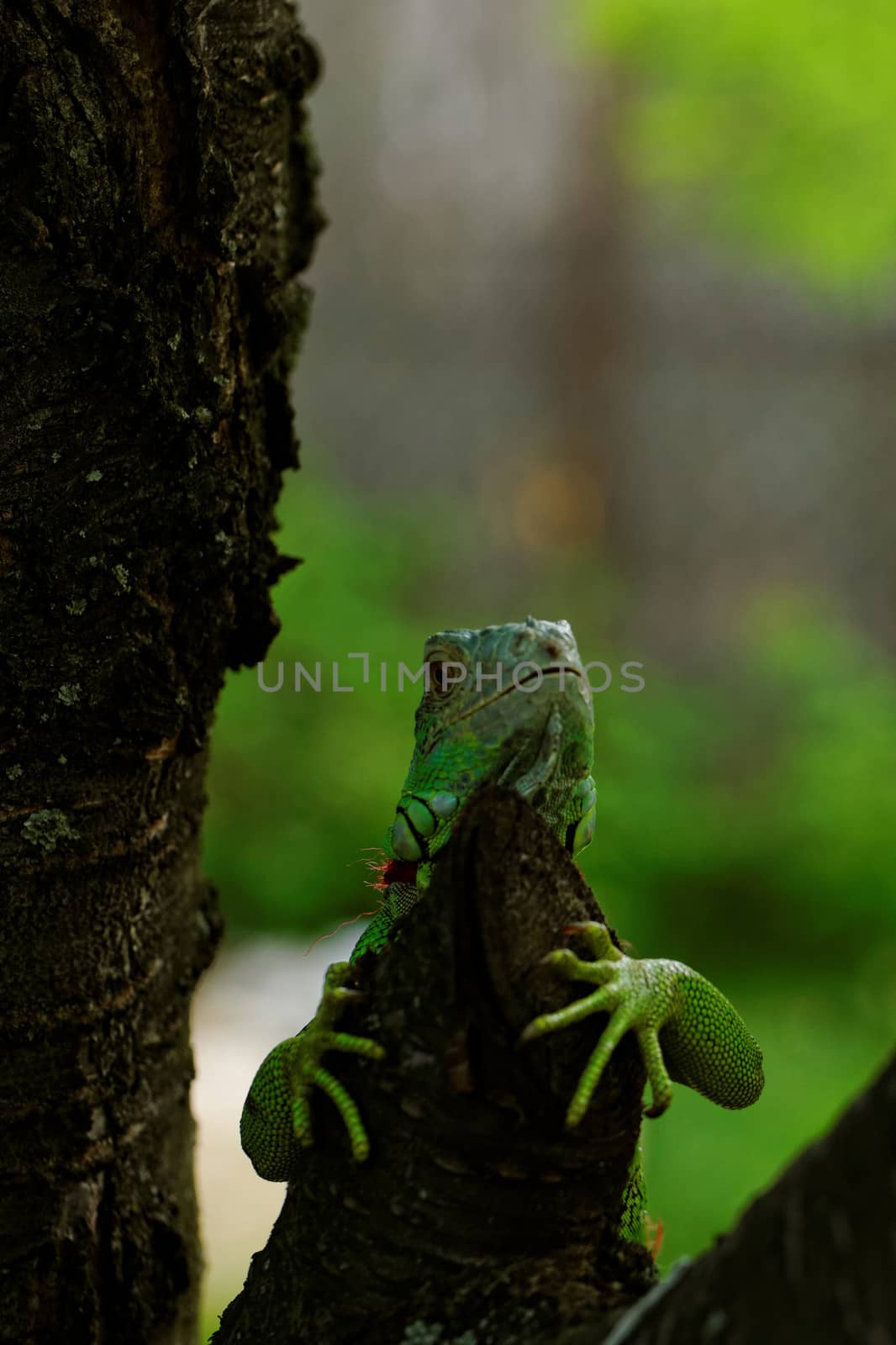 portrait about a green iguana by NagyDodo