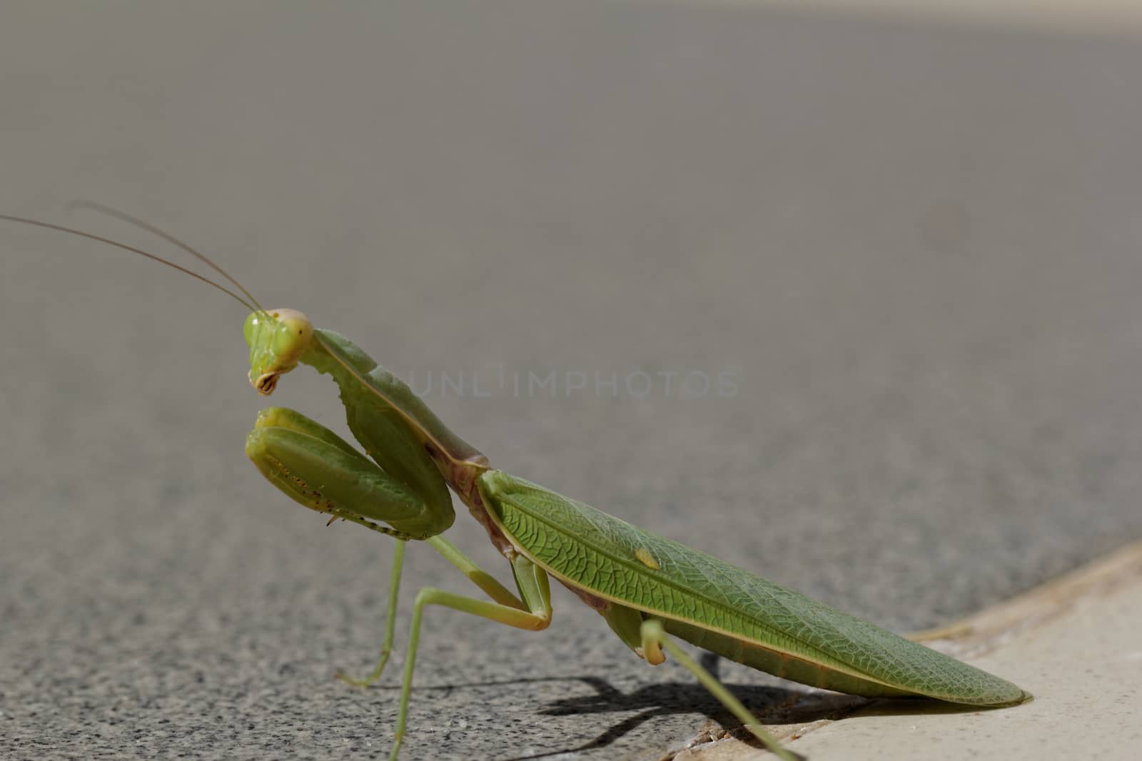 Praying Mantis on the floor by NagyDodo