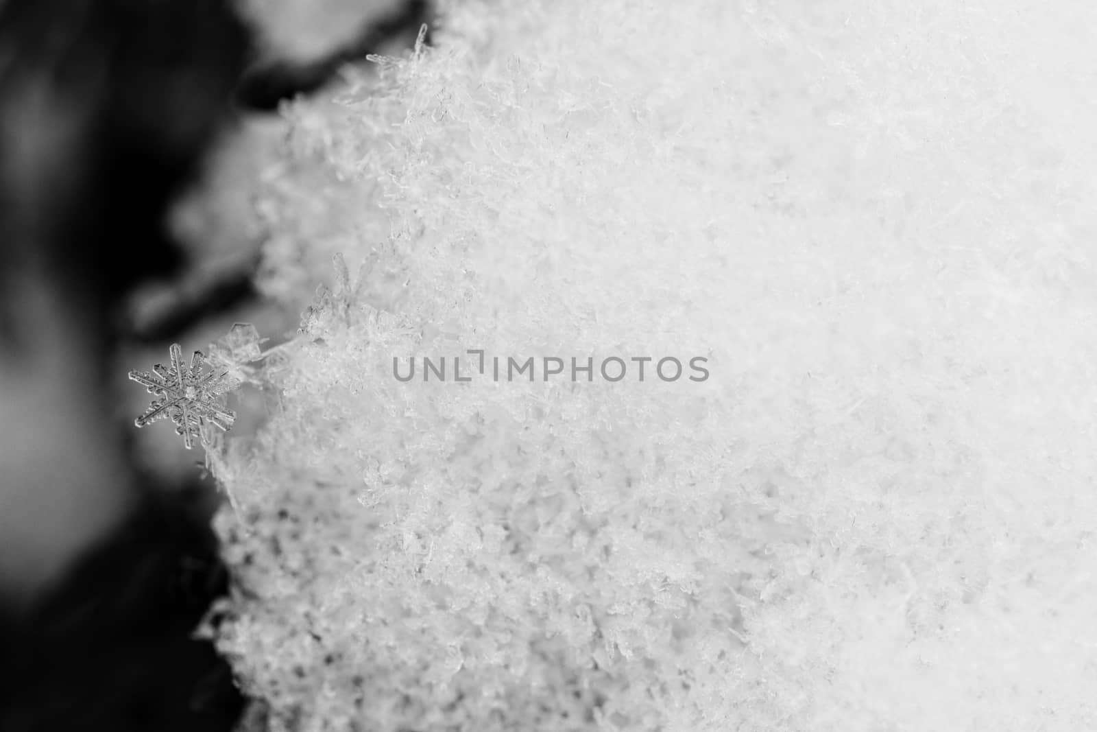 beauty white snowflake crystals on dark background