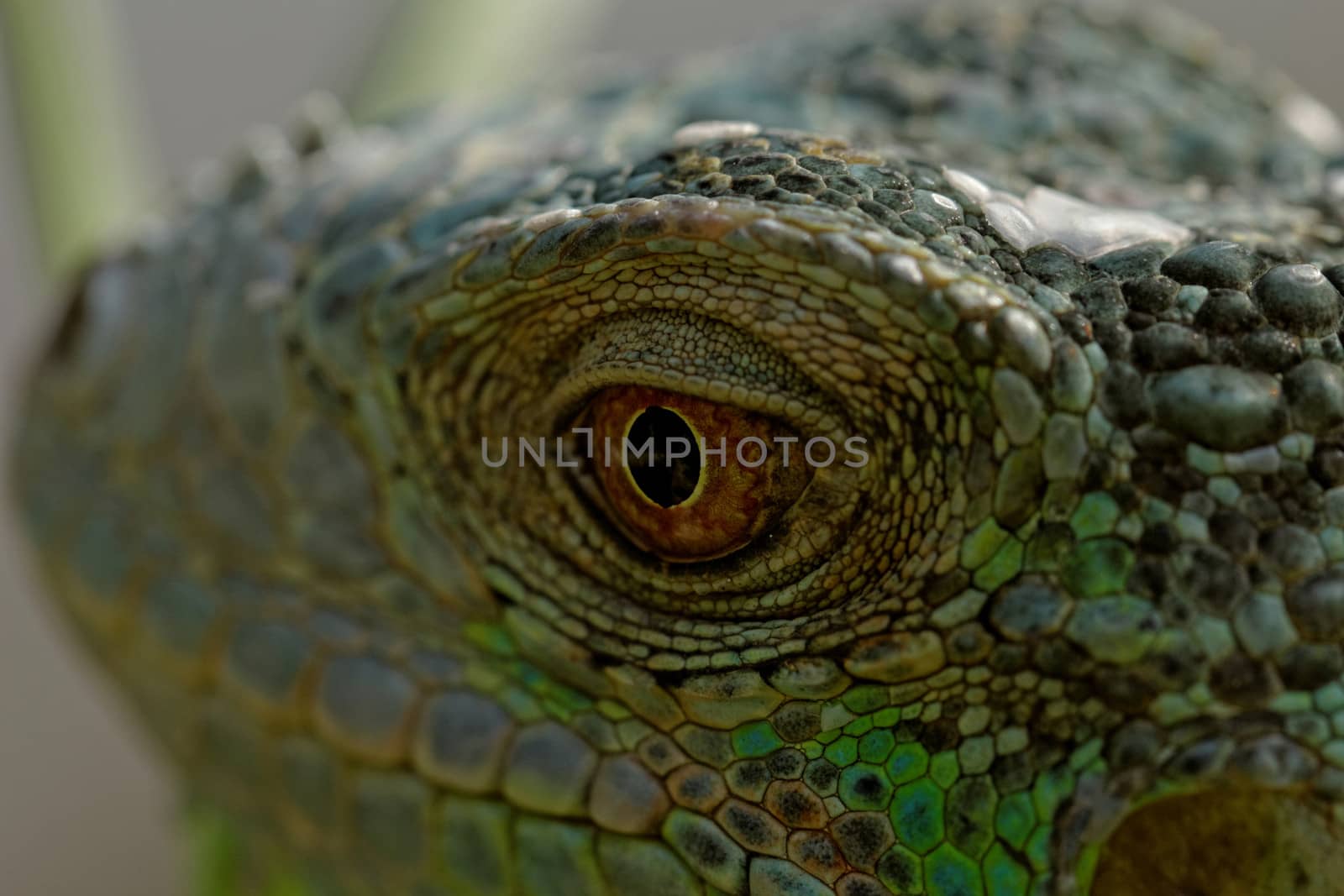 macro of a fantastic green iguana head