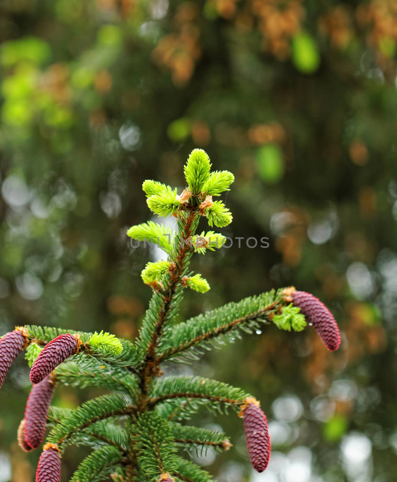 pine shoots and red pinecones on pine tree by NagyDodo