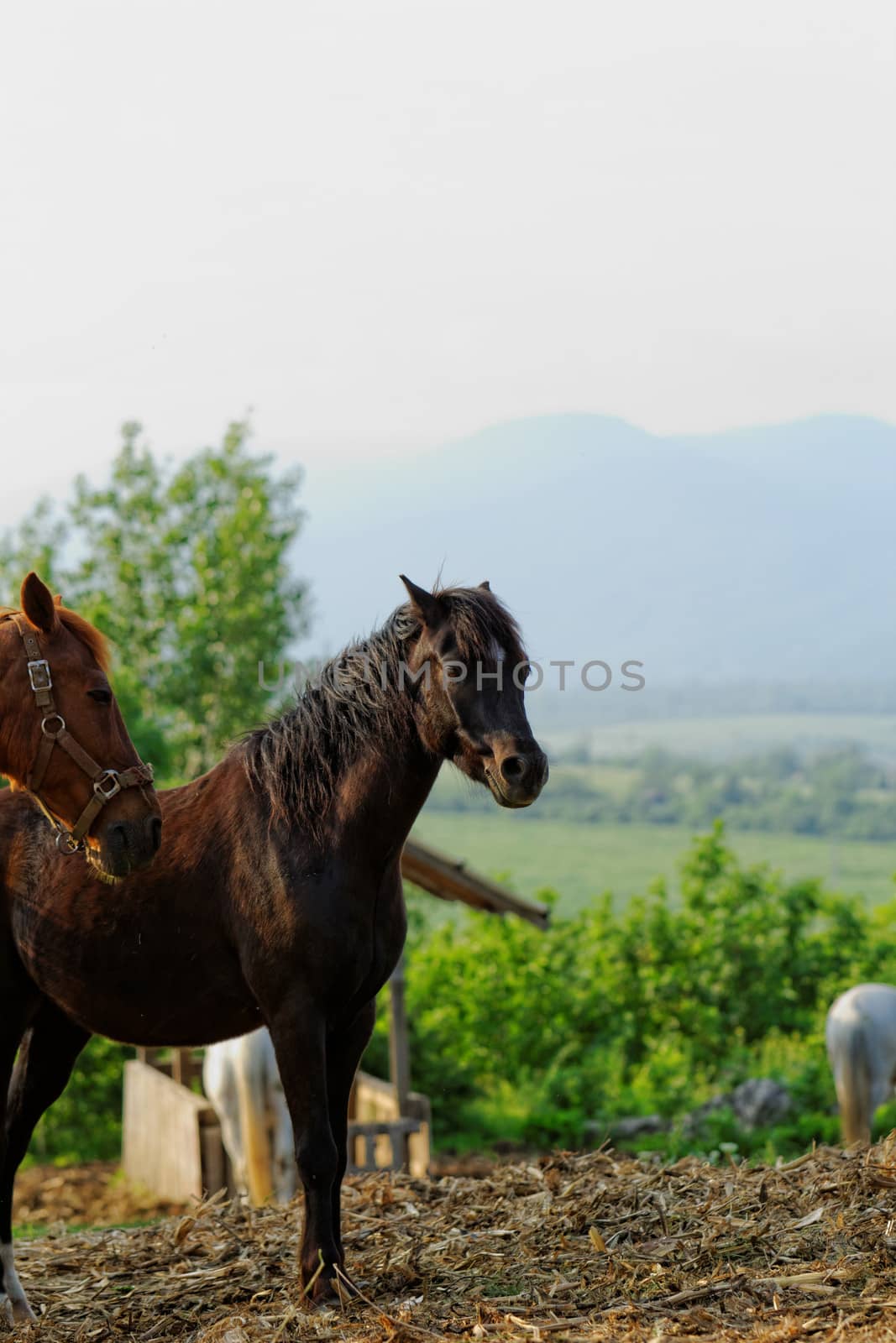 horses by NagyDodo