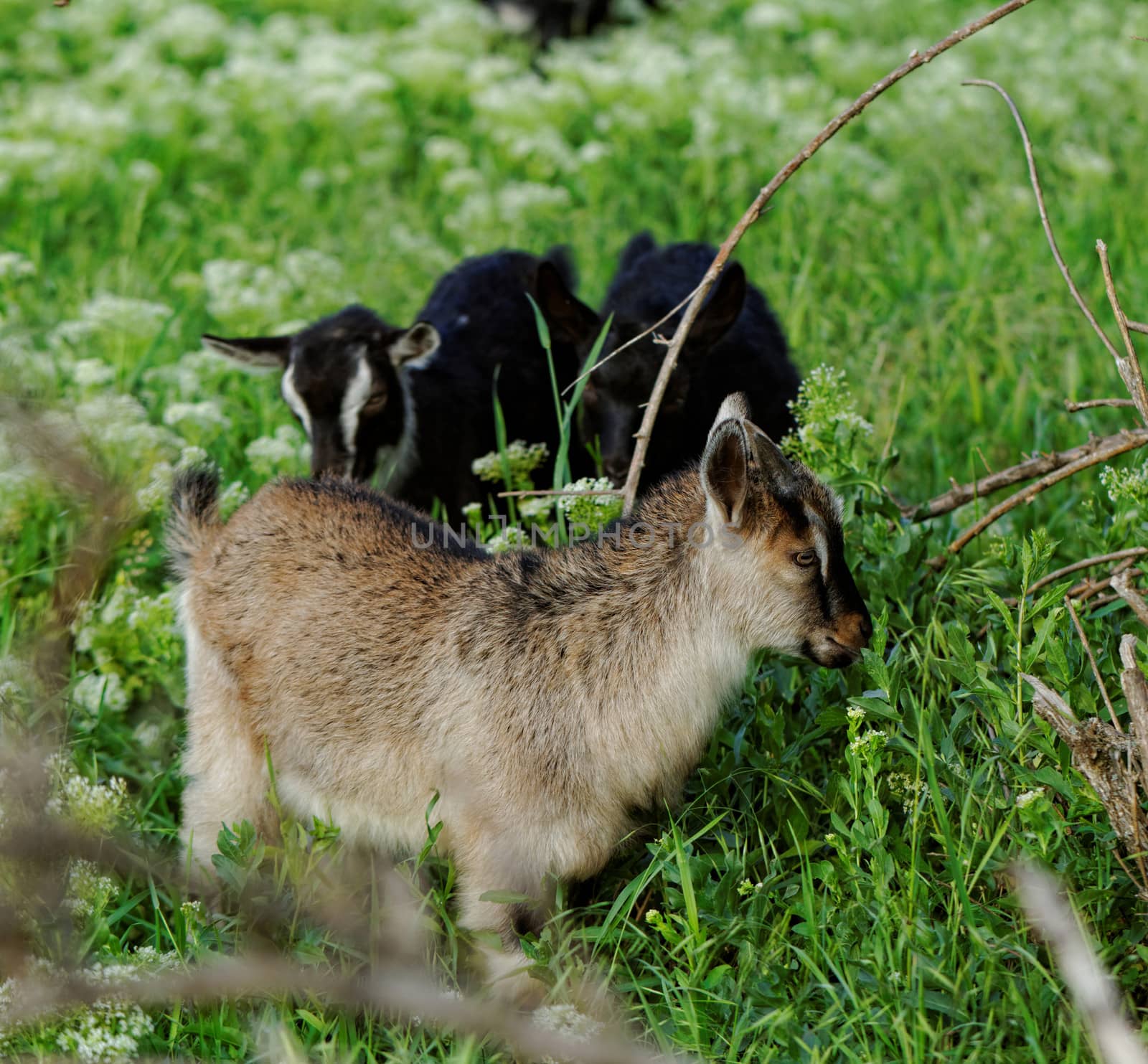 Goats grazing in the meadow