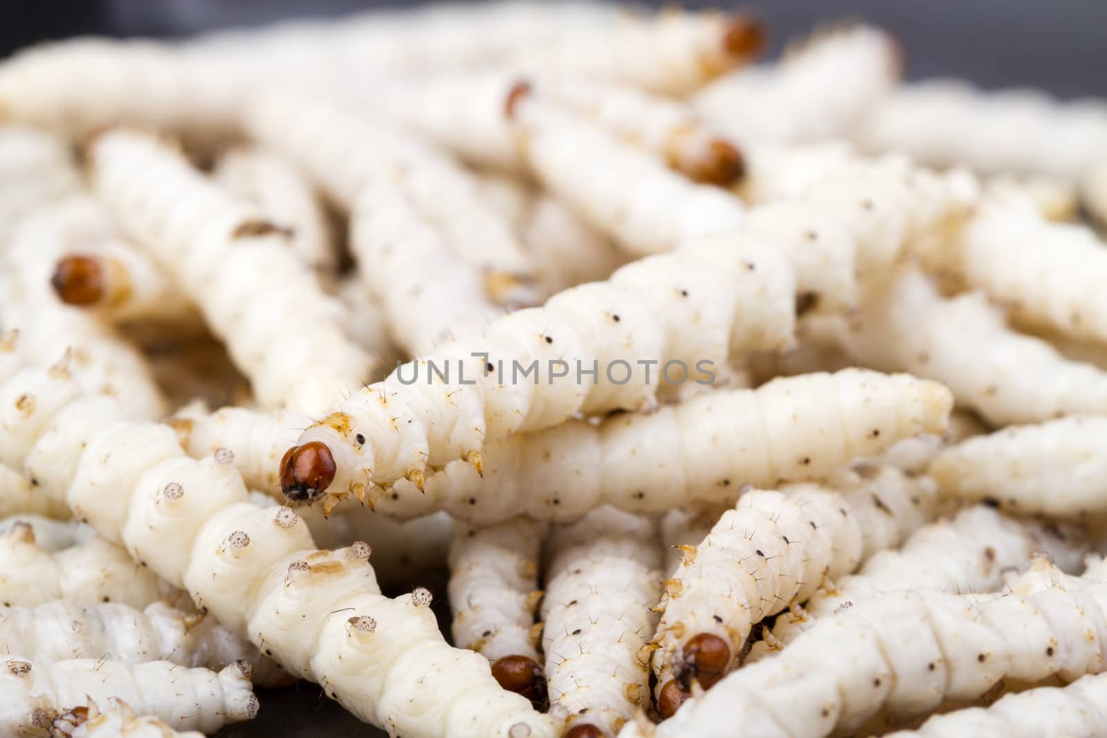 Bamboo Caterpillar - Omphisa fuscidentalis cloesd up from nature