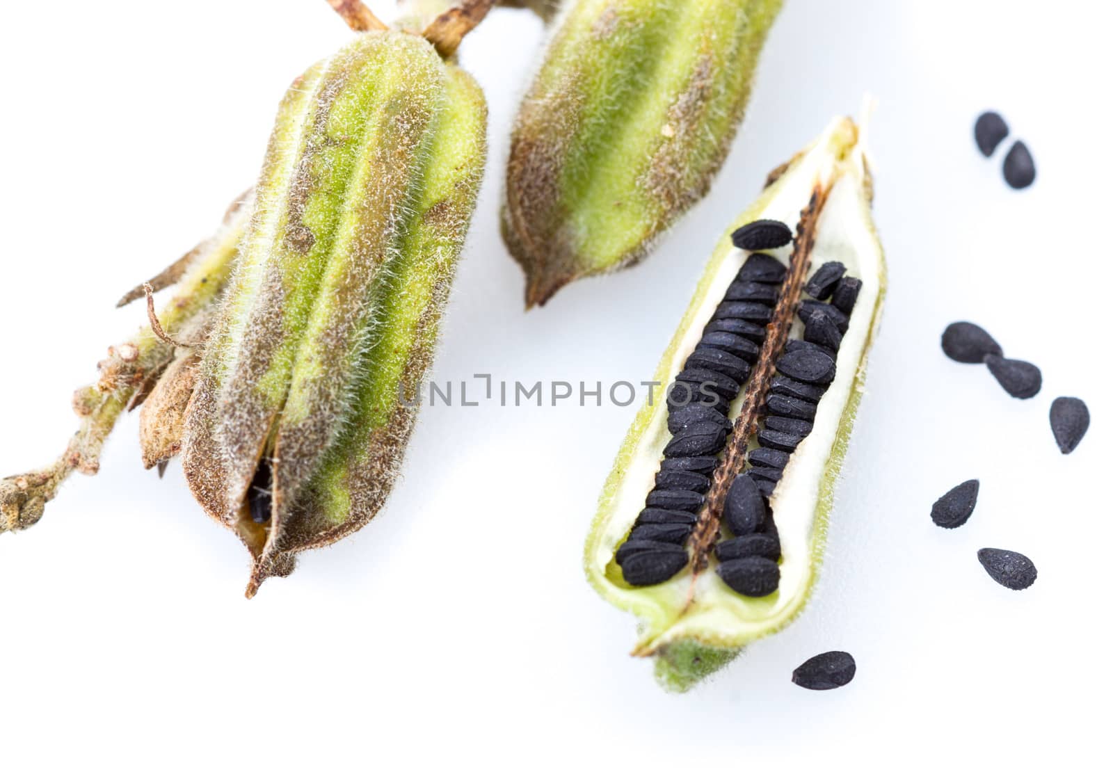 Plant black Sesame closed up on white background