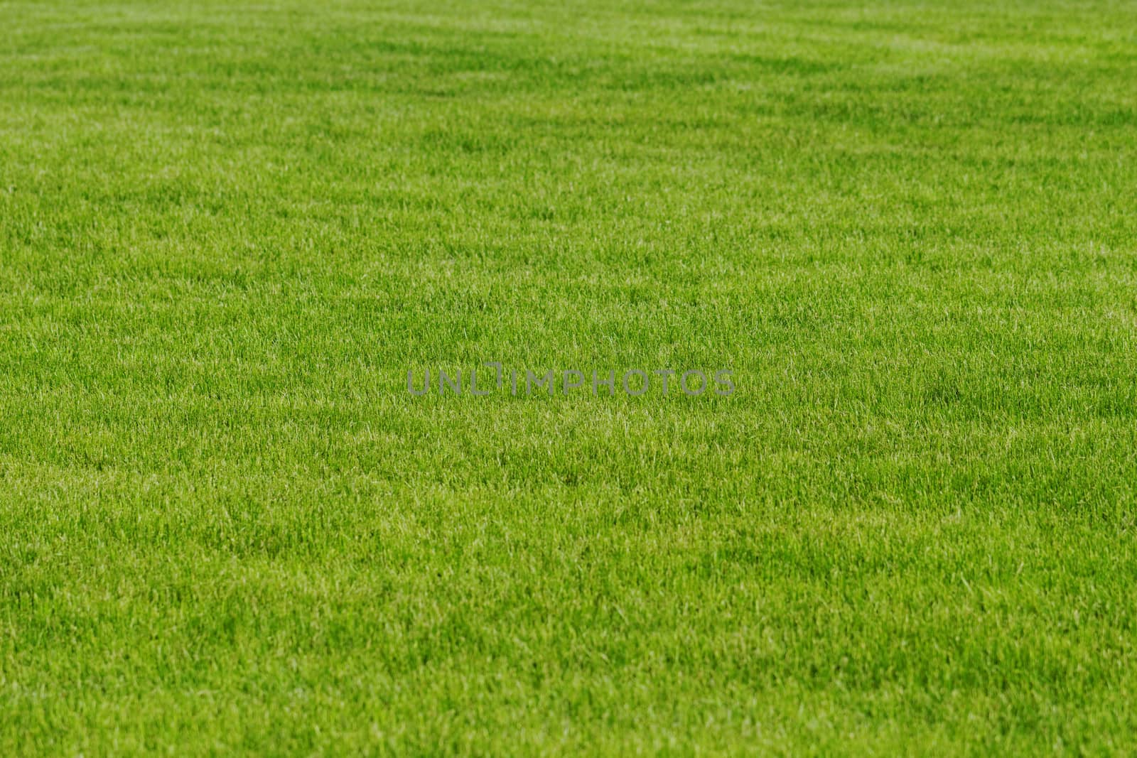 grass texture as background