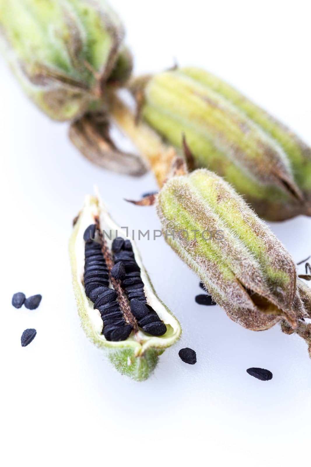 Plant black Sesame closed up on white background