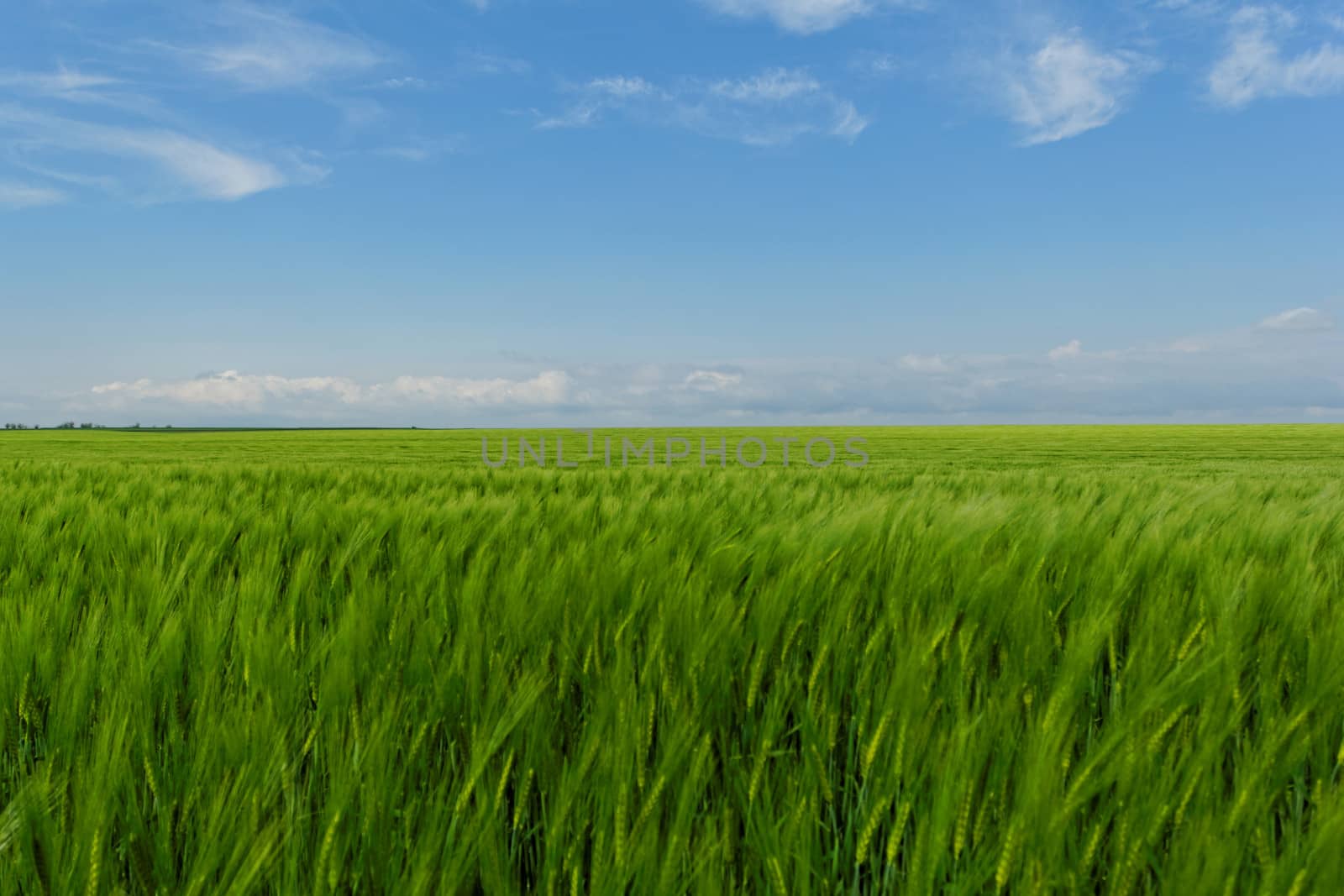 wheat field under the blue cloudy sky by NagyDodo