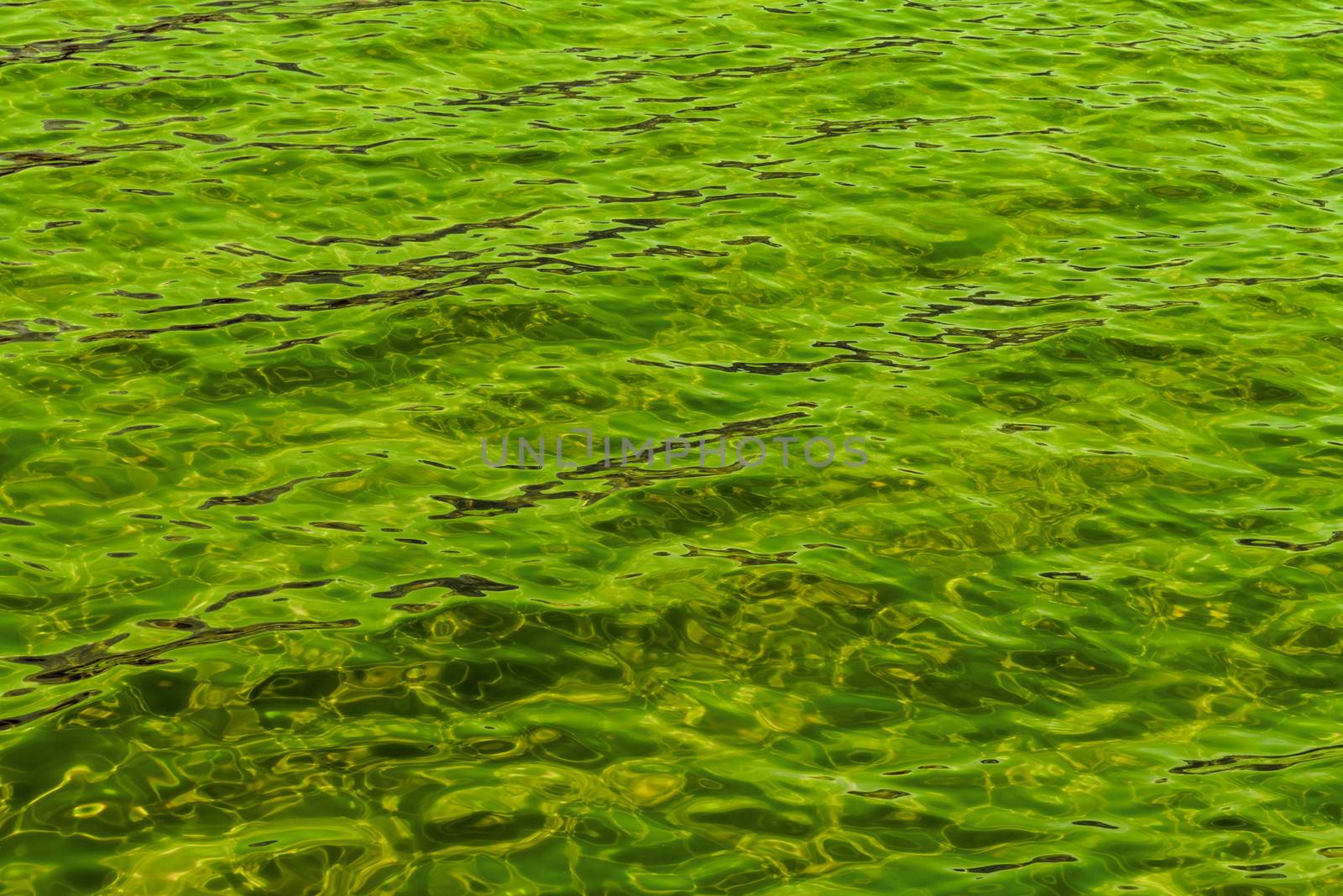 poison green abstract background of wavy water surface