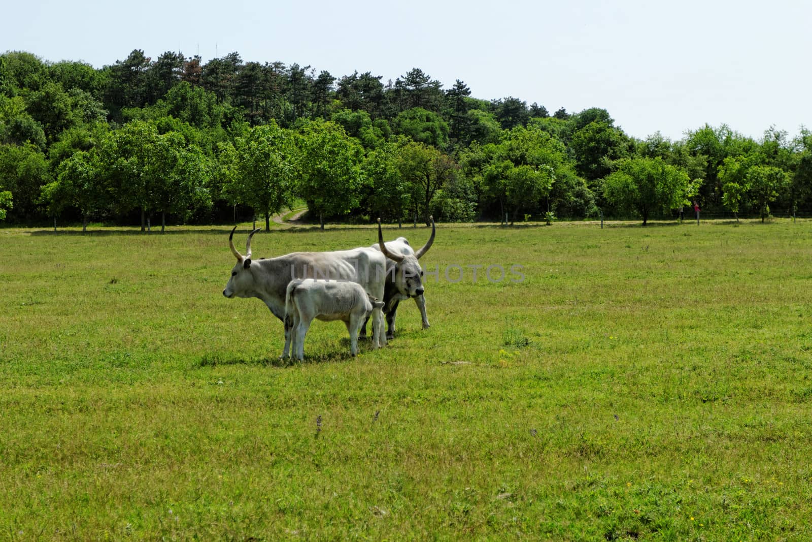 Ruminant Hungarian gray cattle bull on grass