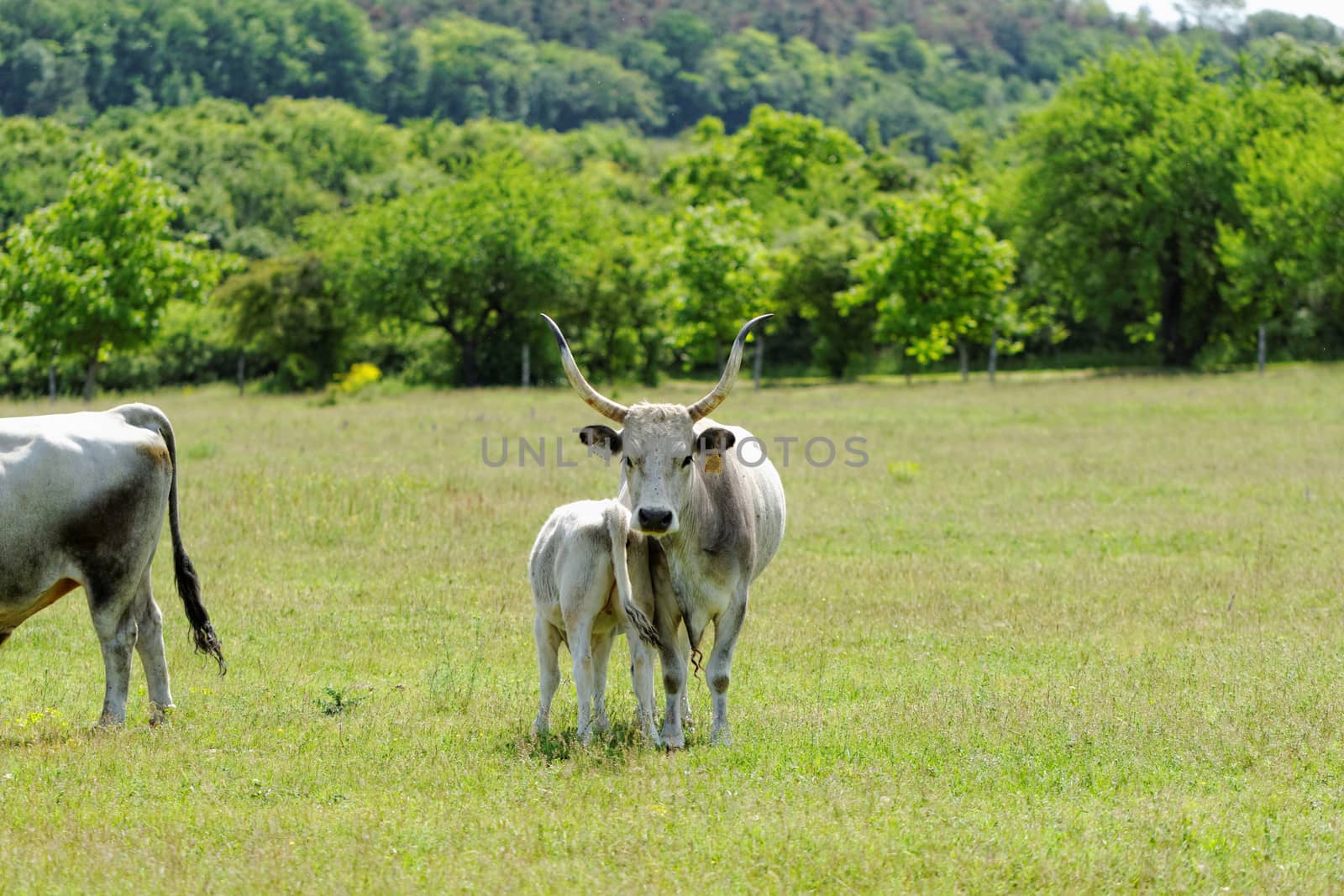 Ruminant Hungarian gray cattle bull on grass