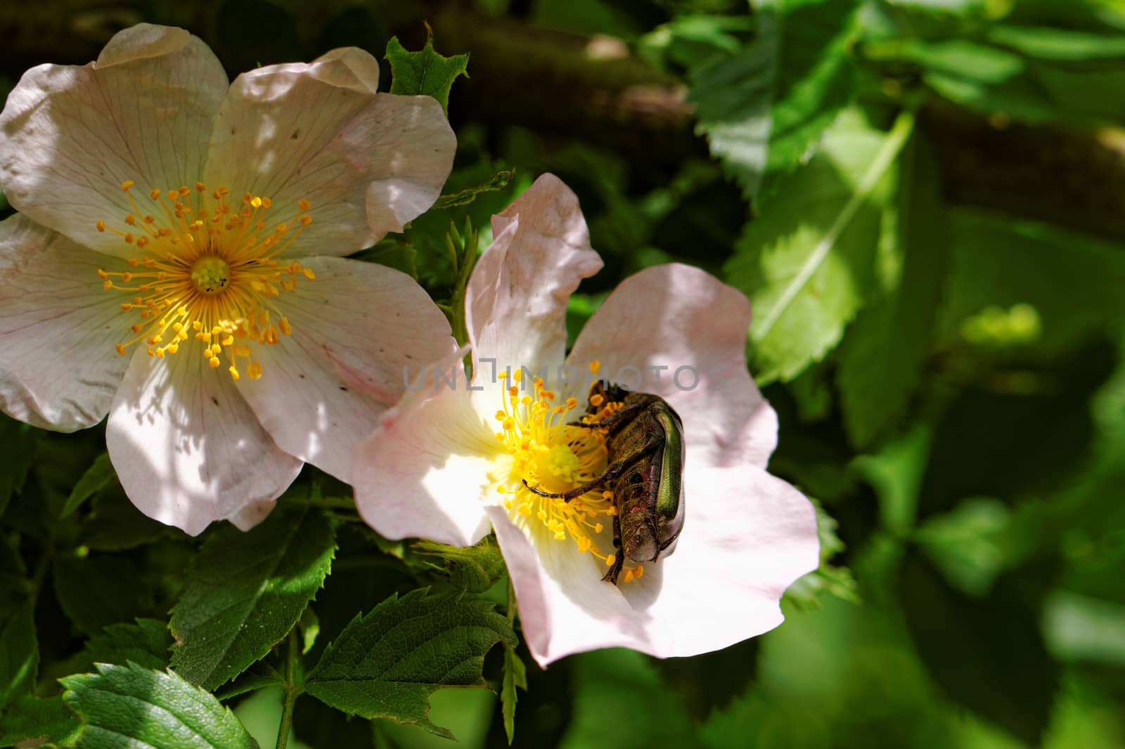 close up about copper flower beetle on flower (Protaetia fieberi)