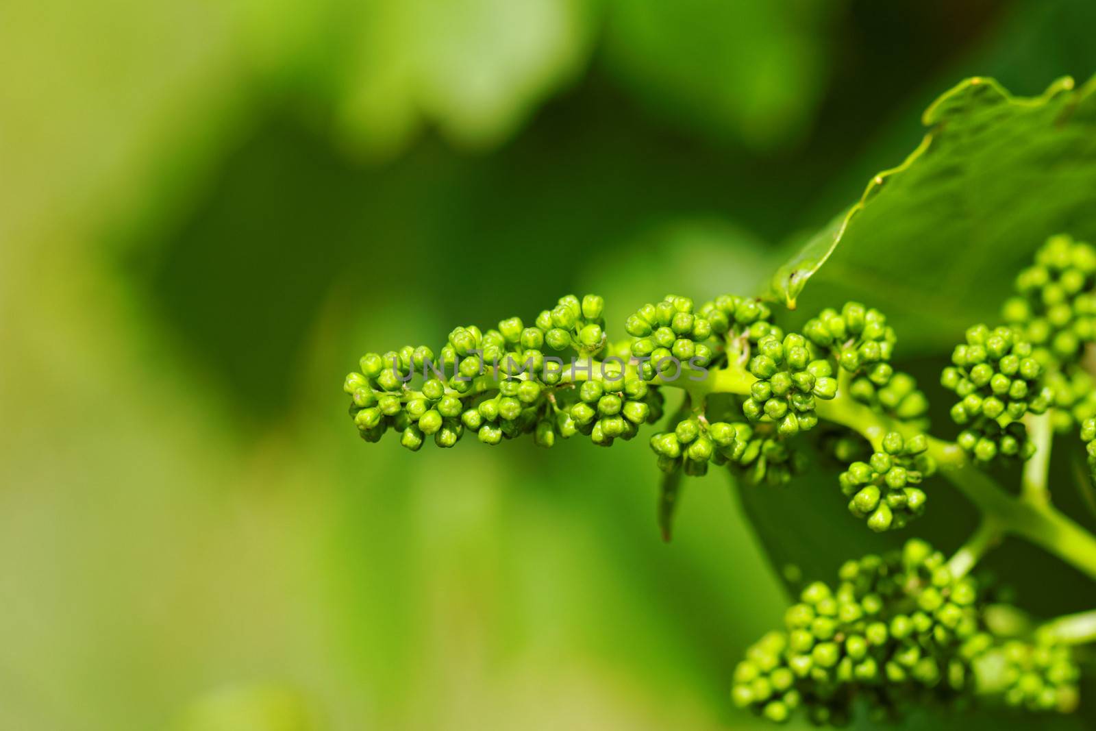 baby green grapes on the vine