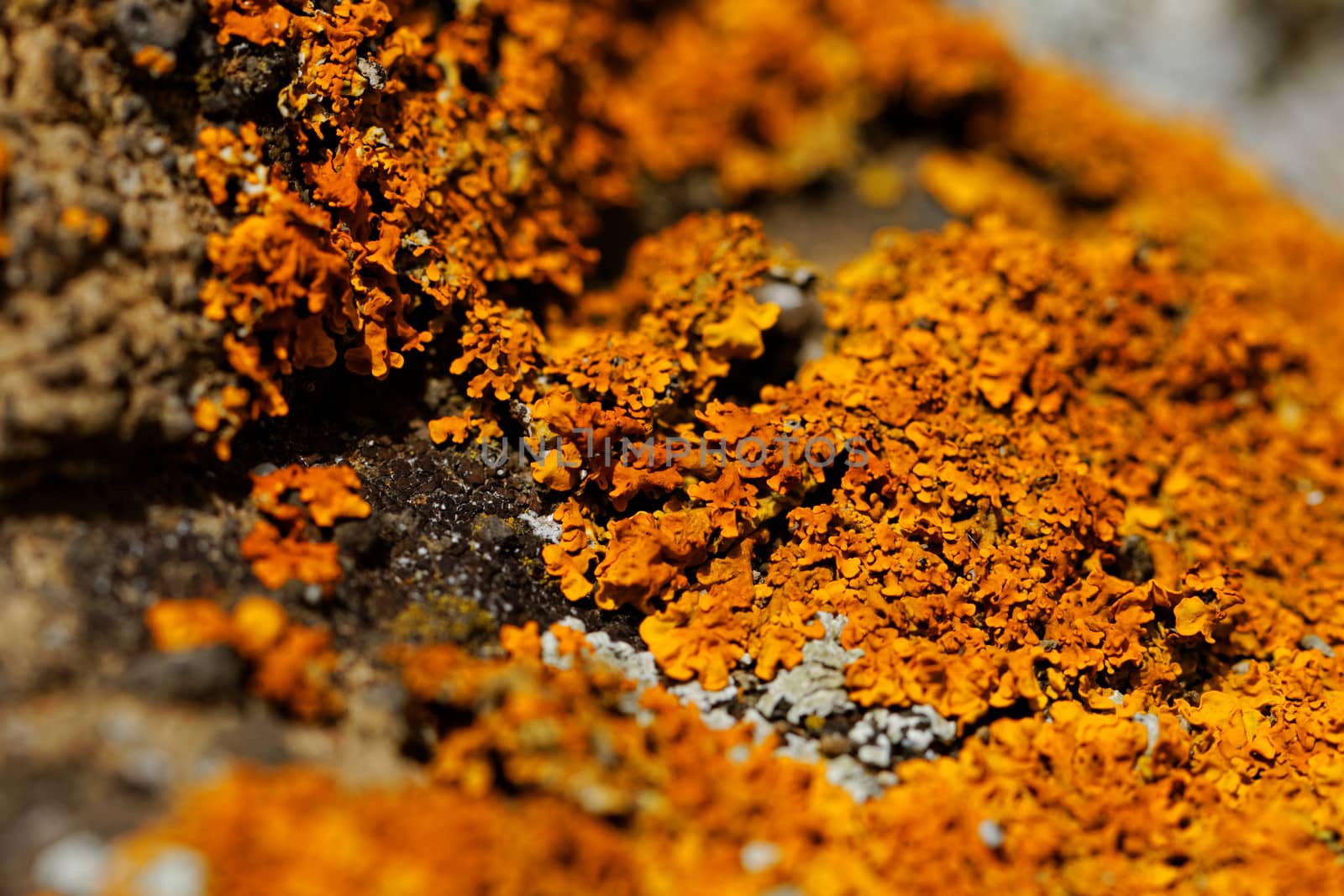 Macro photo of the mushroom on the rocks