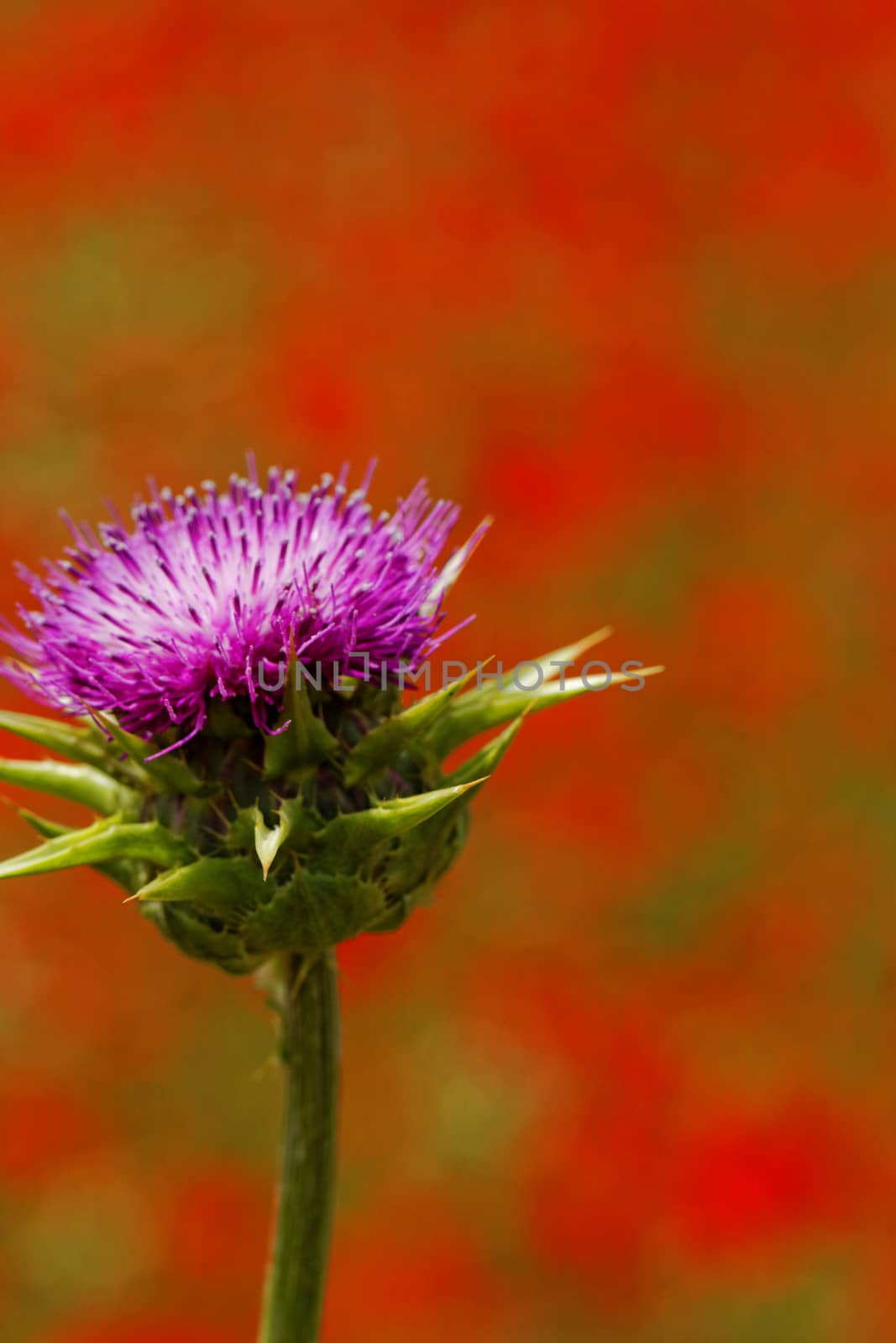 violet thistle flower on poppy field by NagyDodo