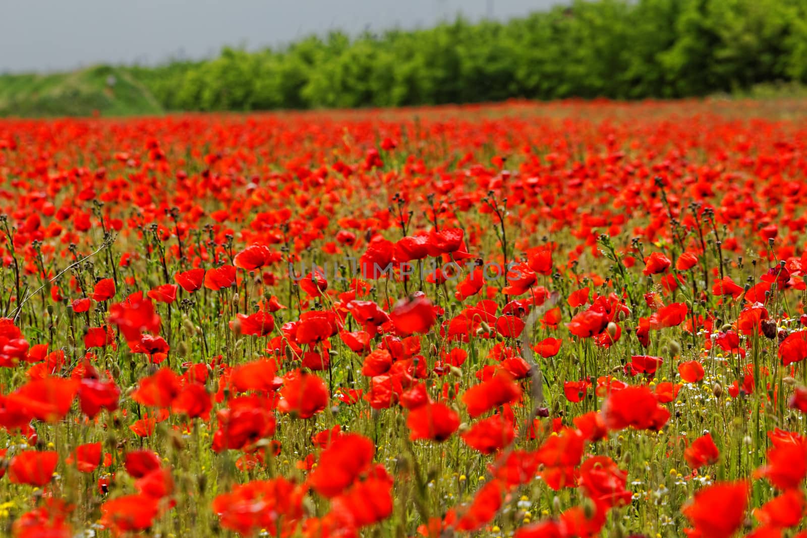 Huge red colored poppy field