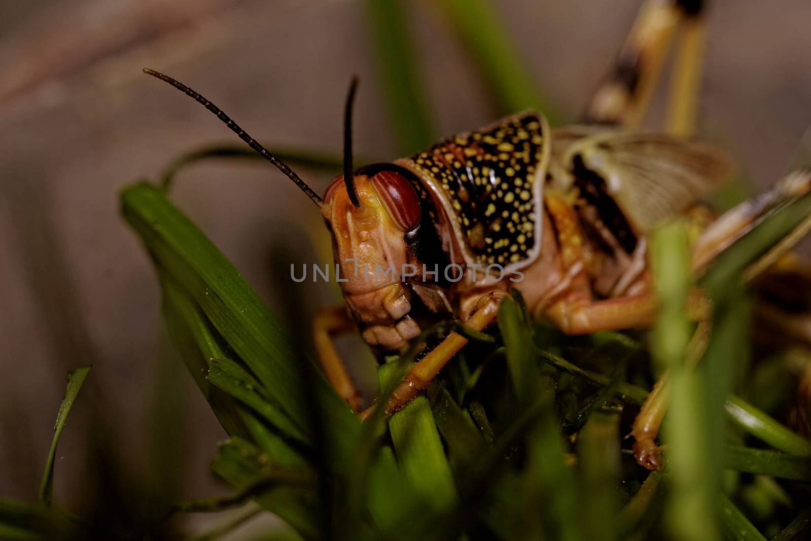 one locust eating the grass in the nature