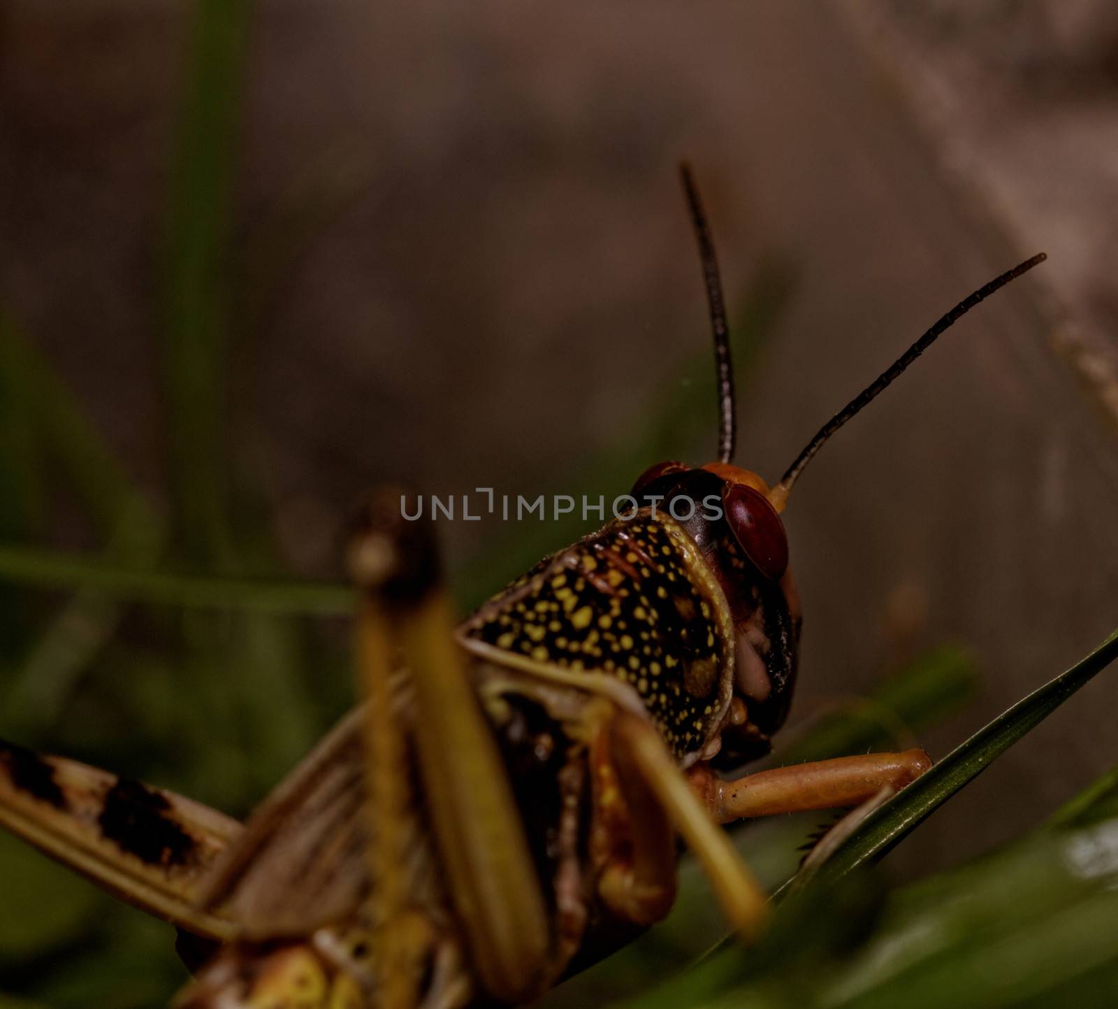 one locust eating the grass in the nature