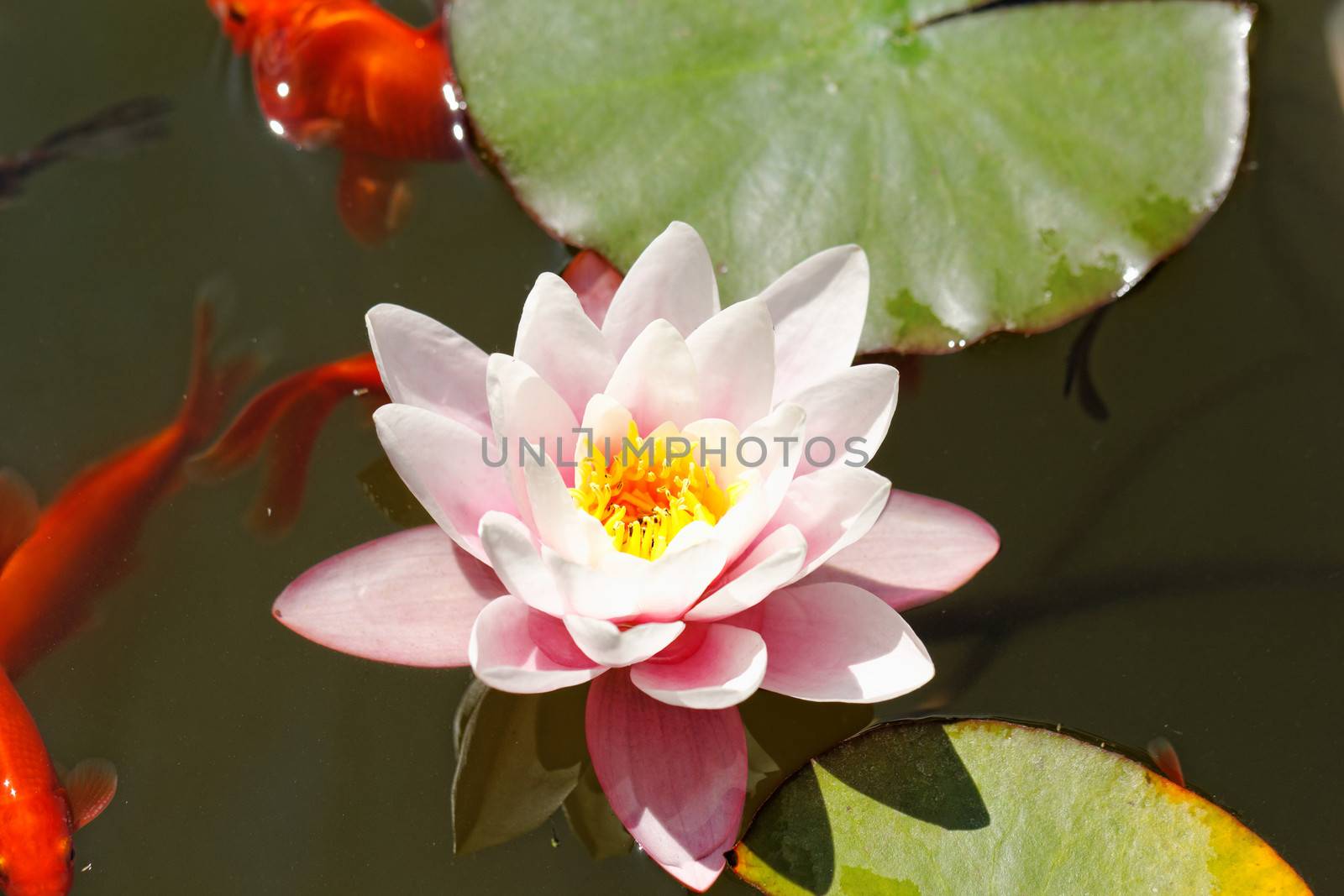 pink water lily by NagyDodo