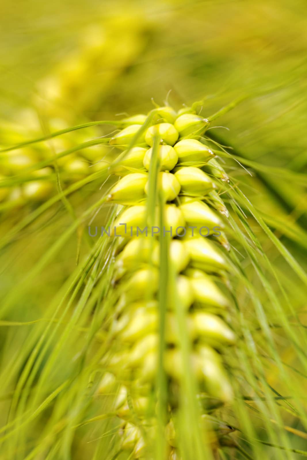 macro photo about a wheat by NagyDodo