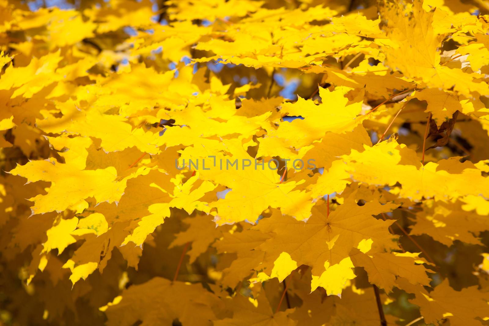 background with yellow leaves