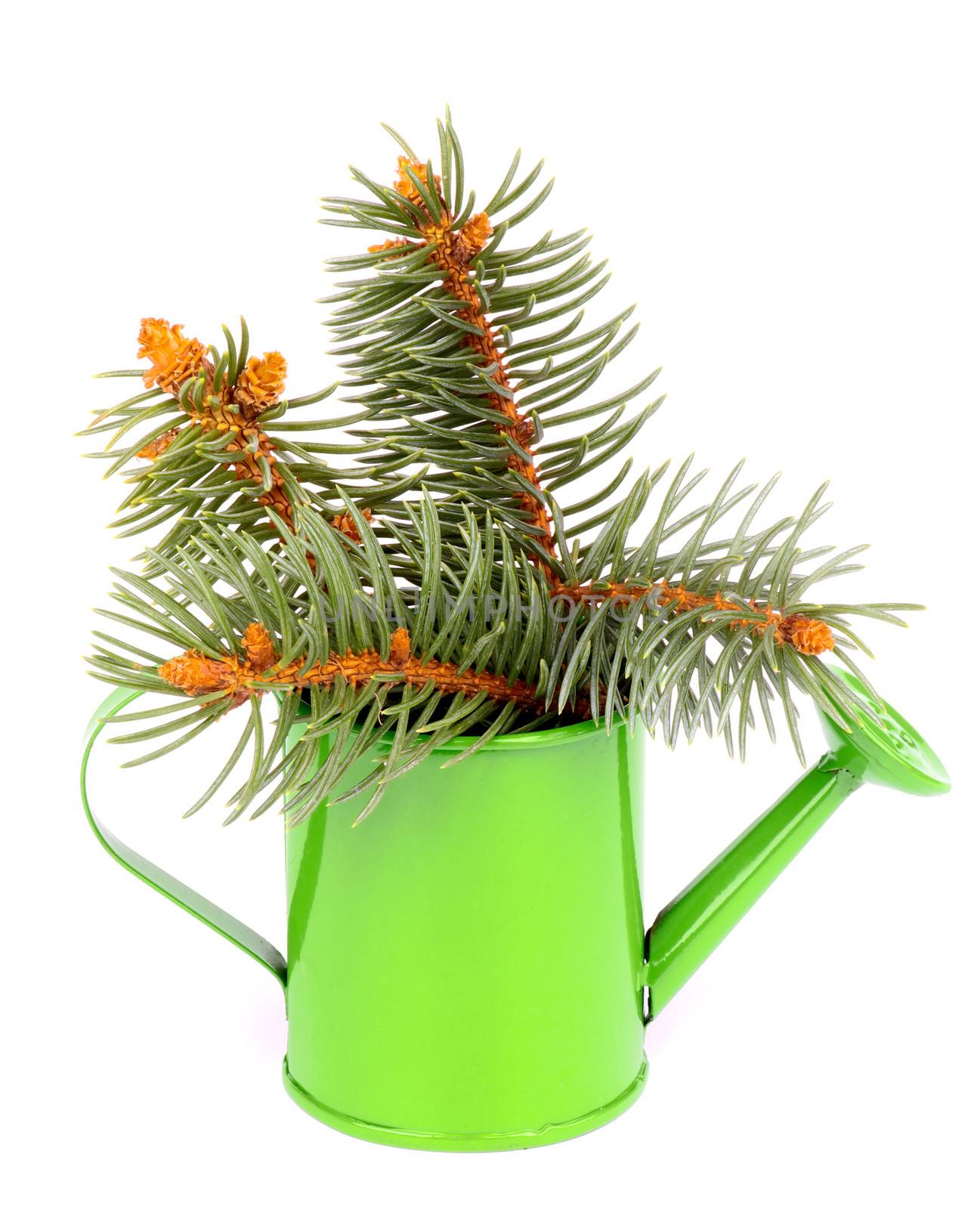 Bunch of Beautiful Spruce Branch in Green Watering-can isolated on white background