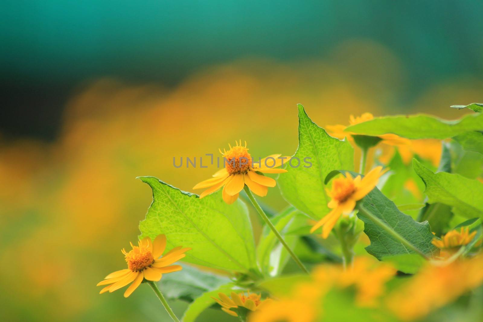 Spring background with beautiful yellow flowers