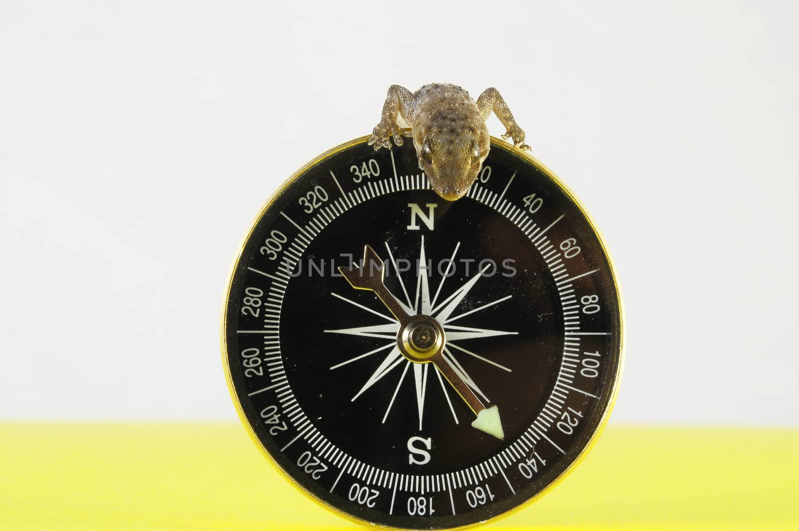 One Small Gecko Lizard and Compass on a colored Background