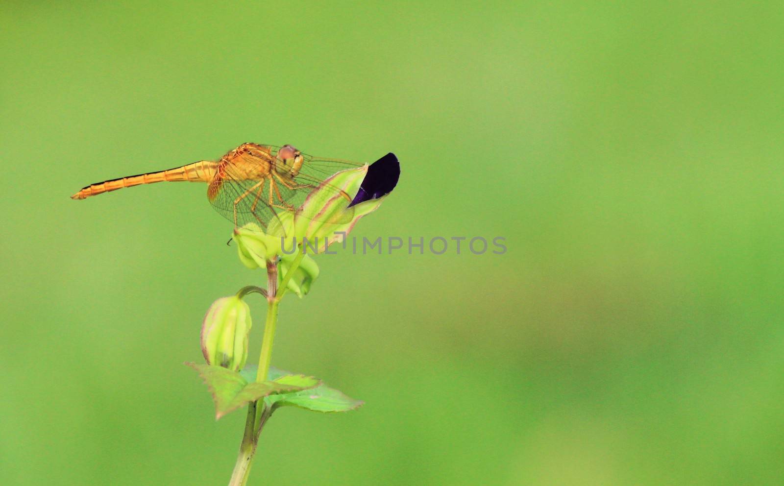 Cloes Up Orange dragonfly on green background