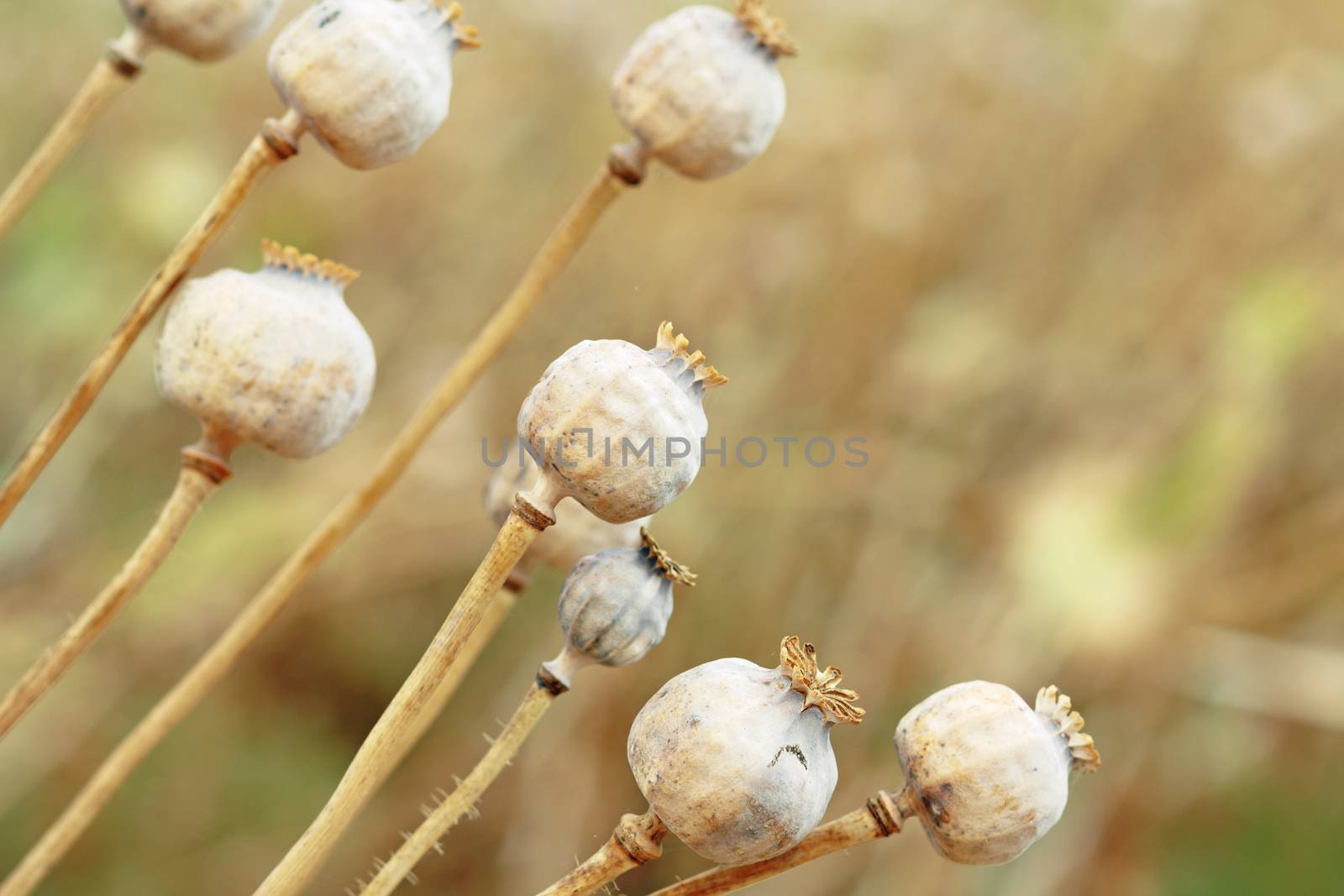 Detail of dry tree poppyheads on the field with shallow focus