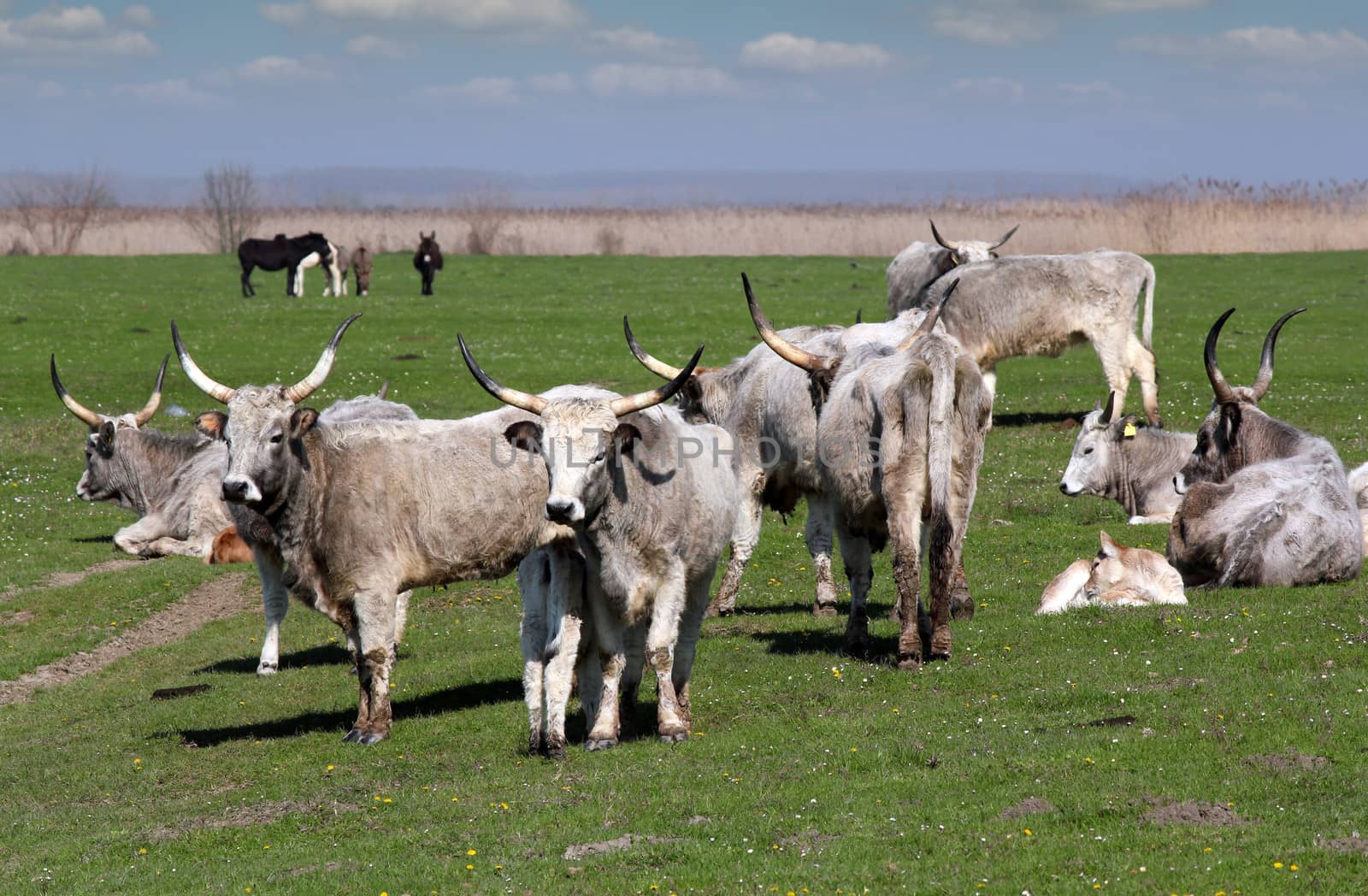 farm with cows on pasture by goce