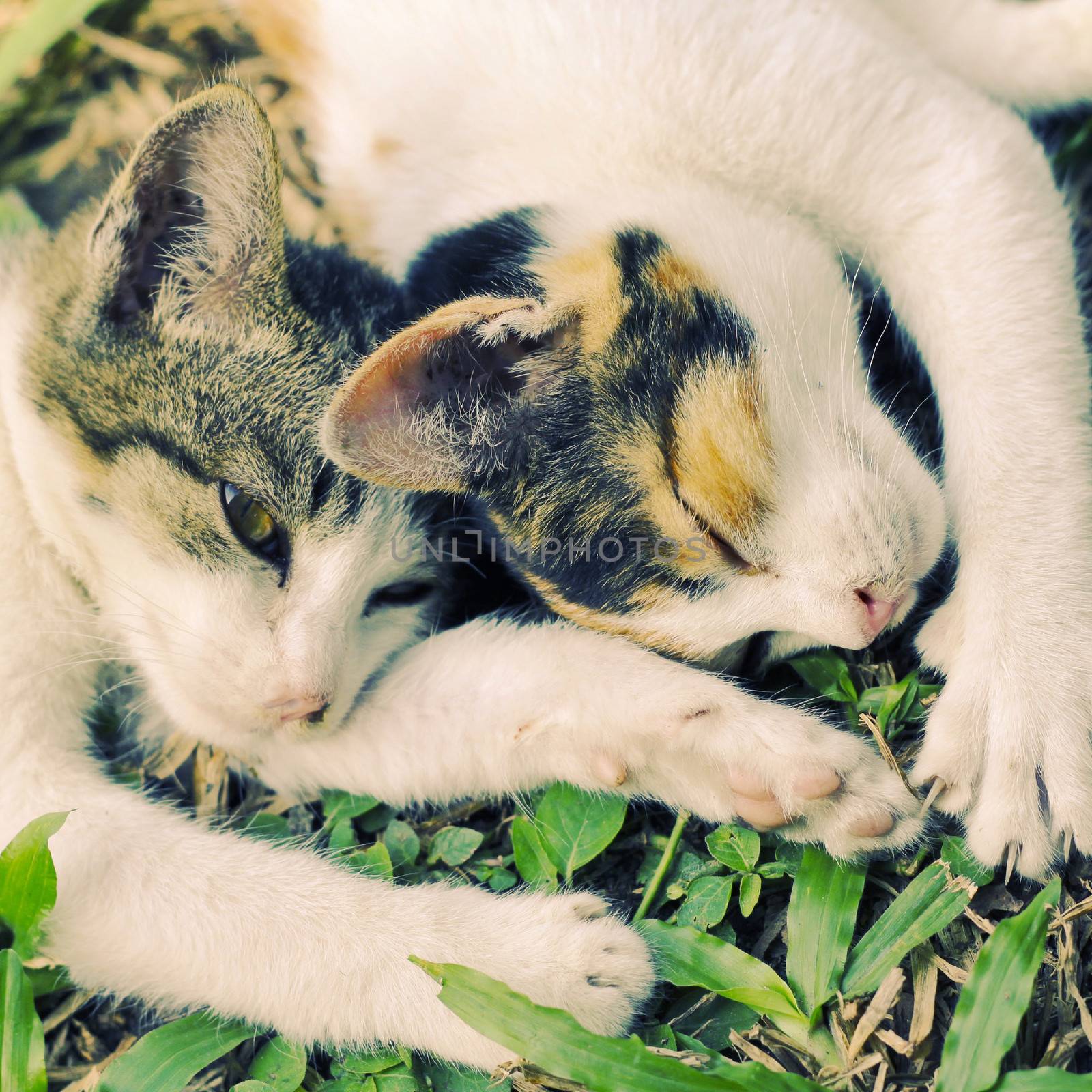 Two kitties sleeping in the garden, retro filter effect by nuchylee