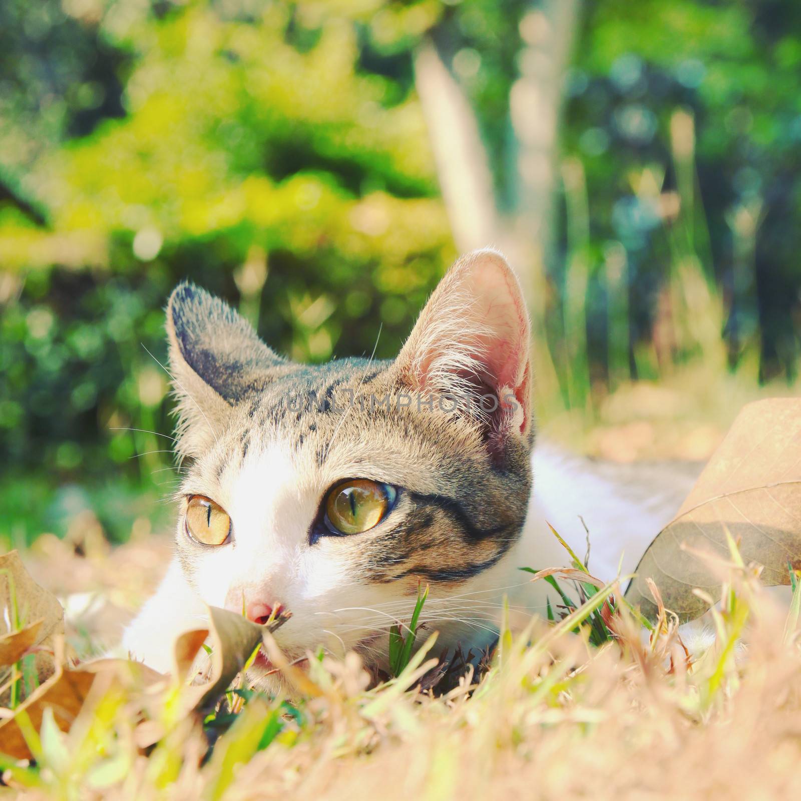lonely cat lying on grass in the garden, retro filter effect by nuchylee