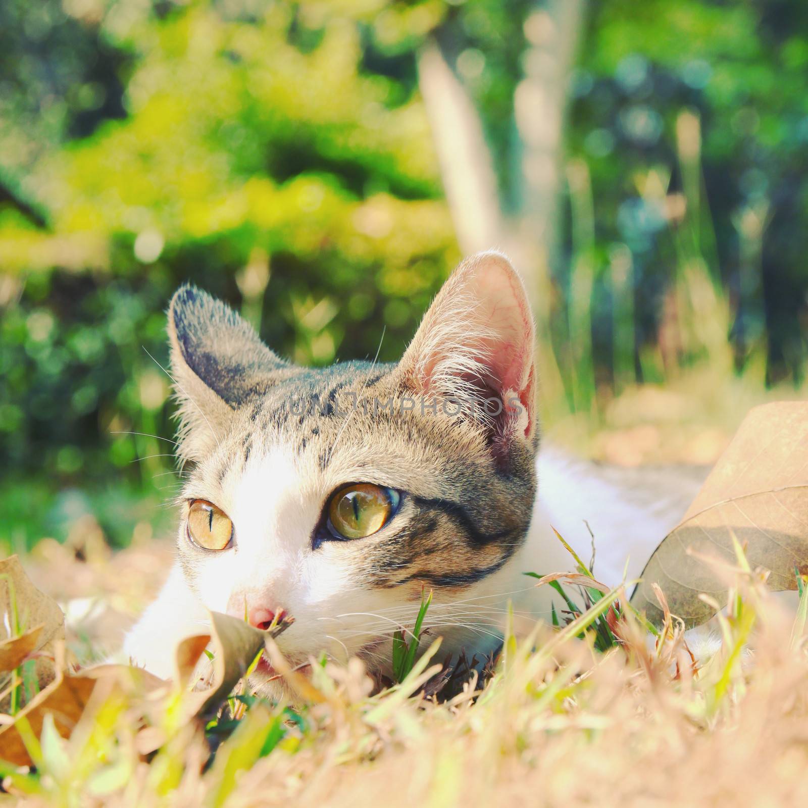 lonely cat lying on grass in the garden, retro filter effect