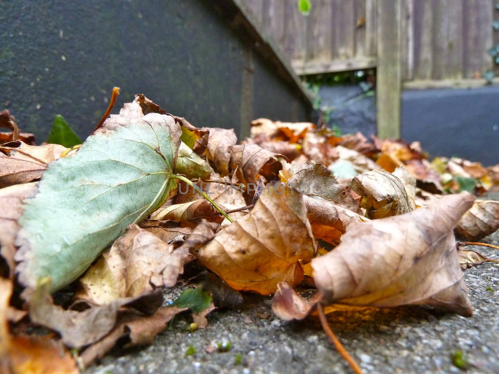 Closeup of leaves by gazmoi