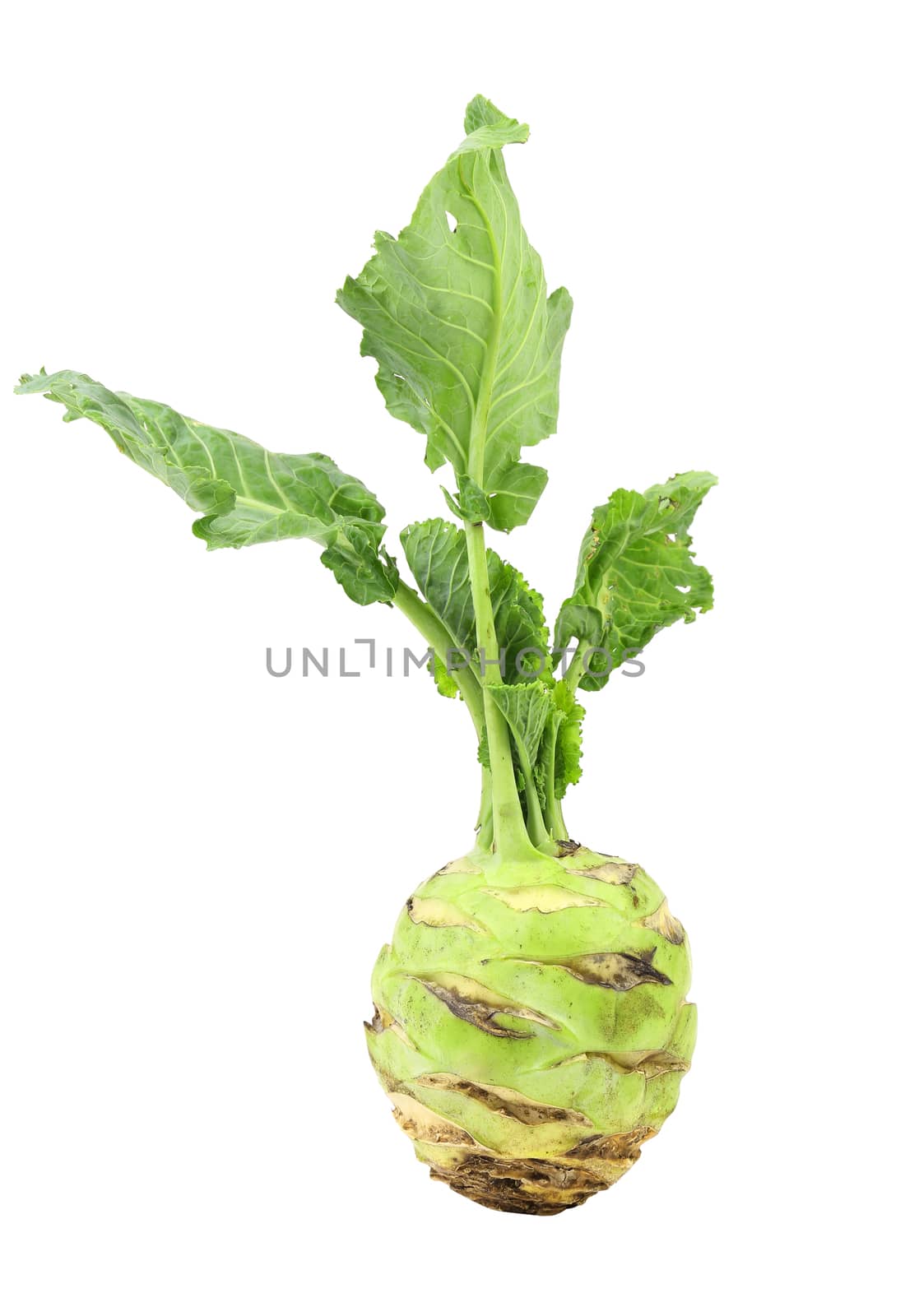 Fresh kohlrabi isolated on a white background.