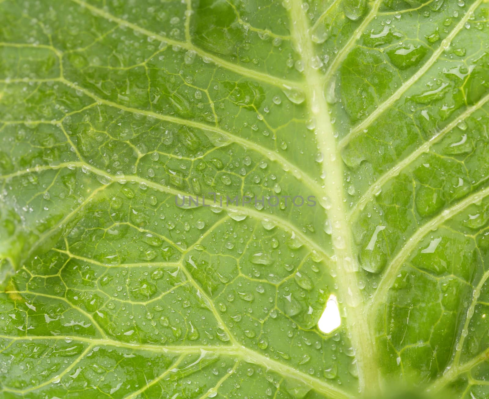 Fresh leaf of kohlrabi. Close up. White background.