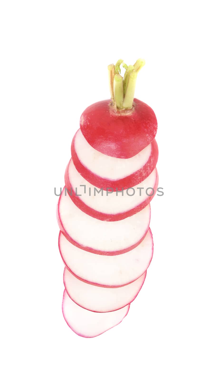 Vertical lined radish slices. Isolated on a white background.